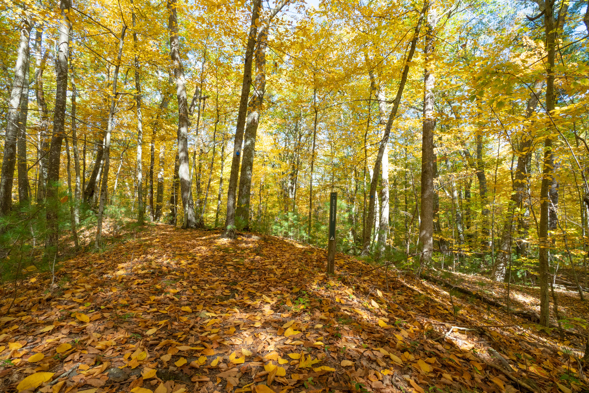 Trail covered in orange and yellow fallen leaves, leading into a forest with yellow leaves.
