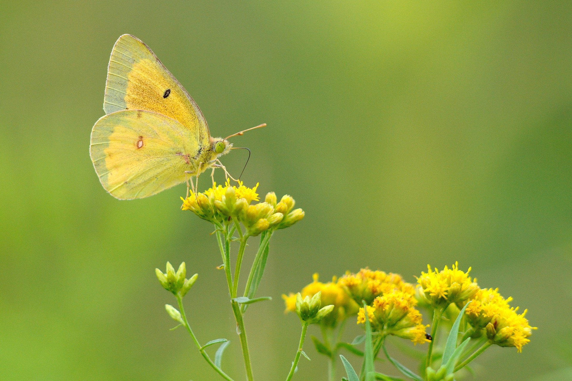 A Clouded Sulphur Butterfly on a yellow flower.