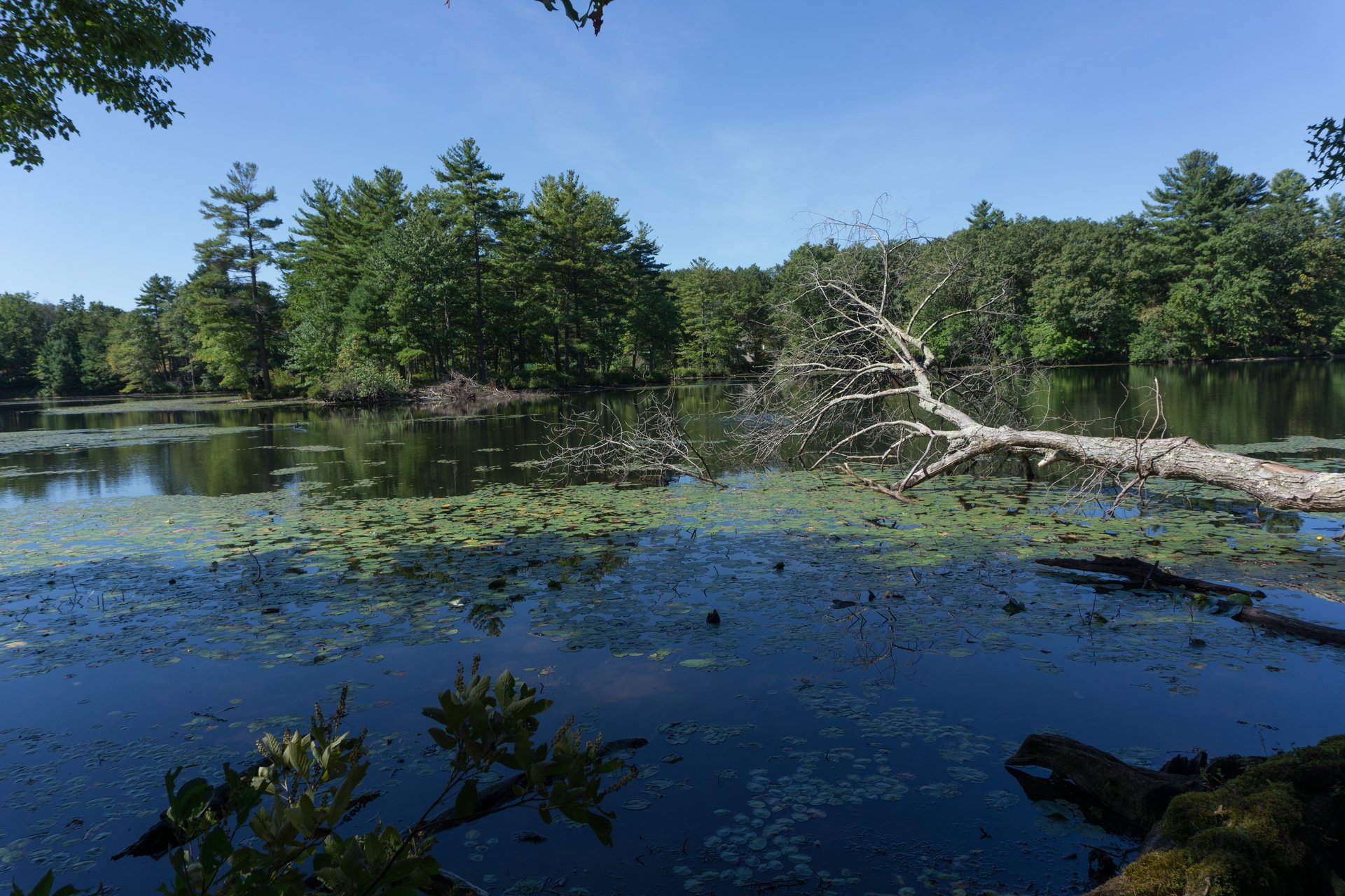 Fallen tree hangs over a pond. Full pine trees cover the land on the opposite side of the pond.