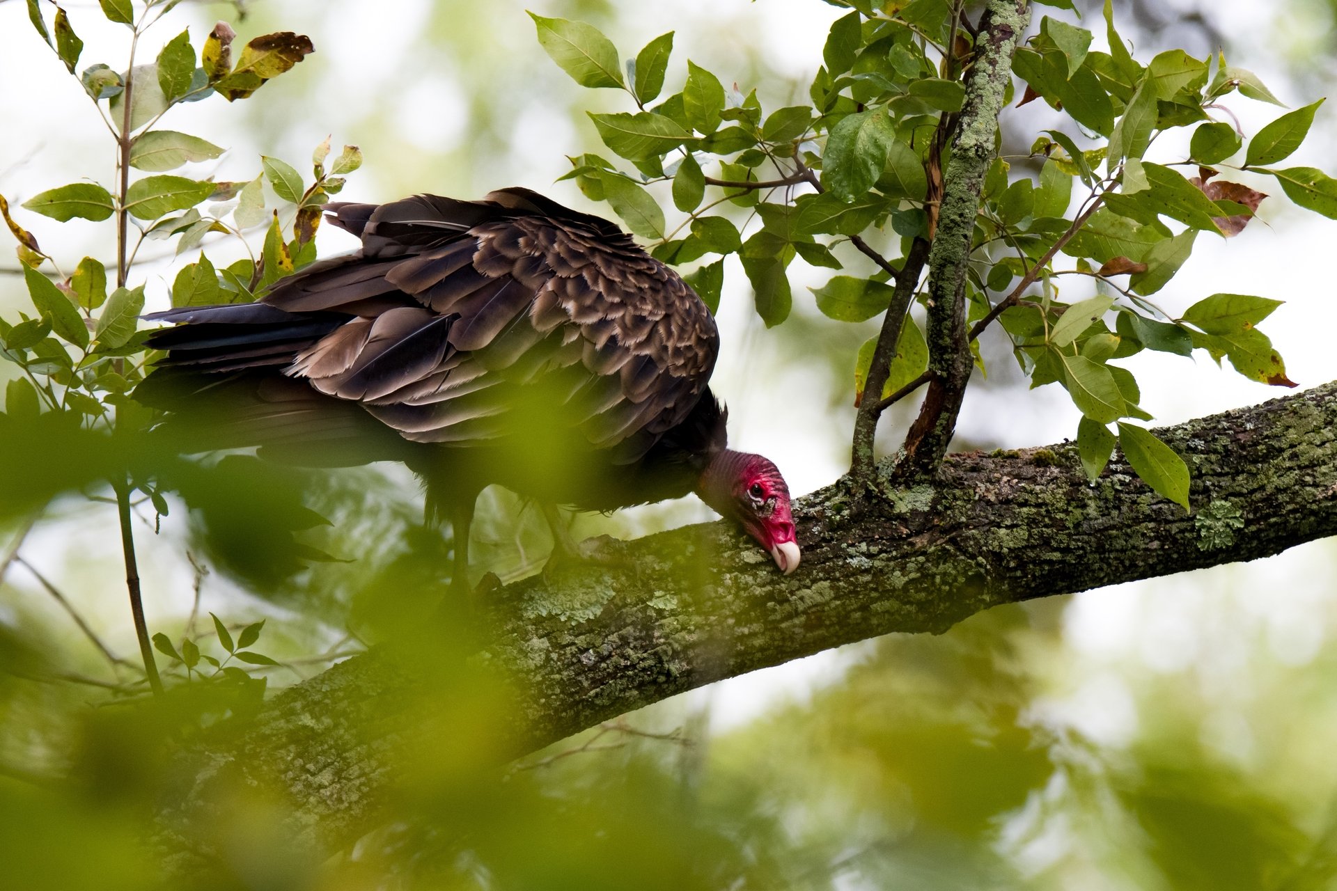 Turkey Vulture perched on branch surrounded by greenery