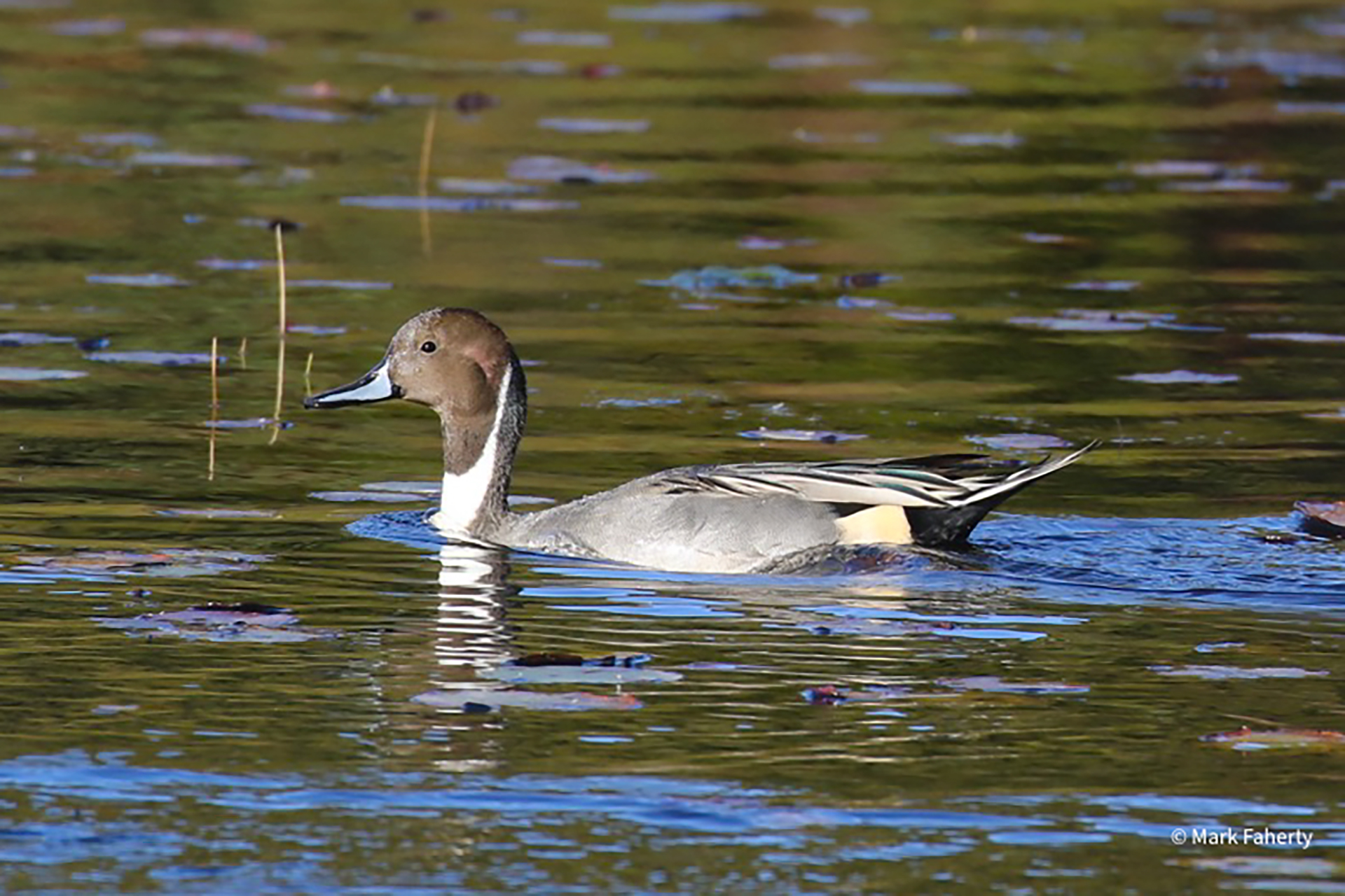 Northern Pintail floating on water
