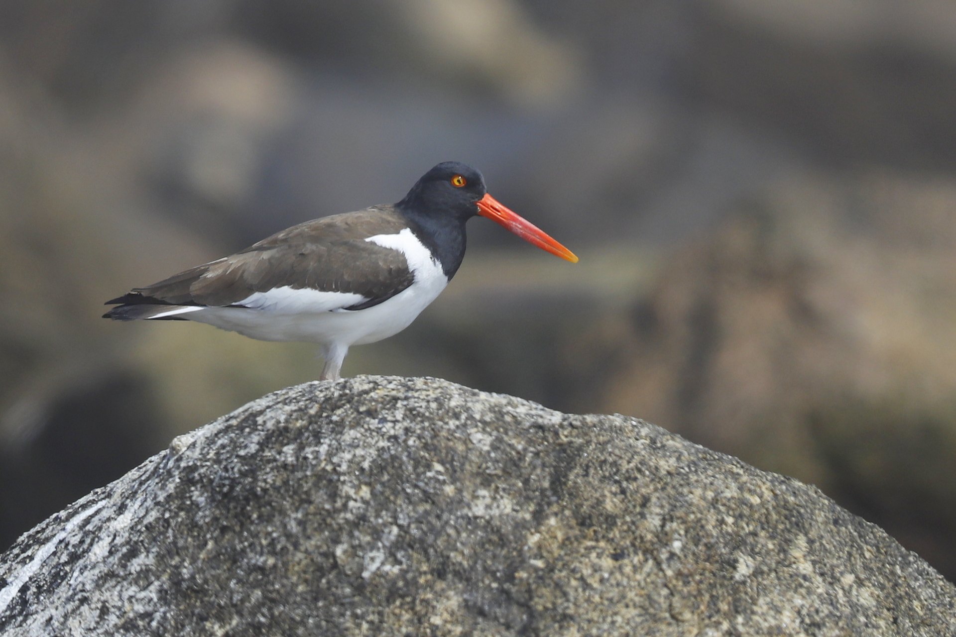 American Oystercatcher on rock