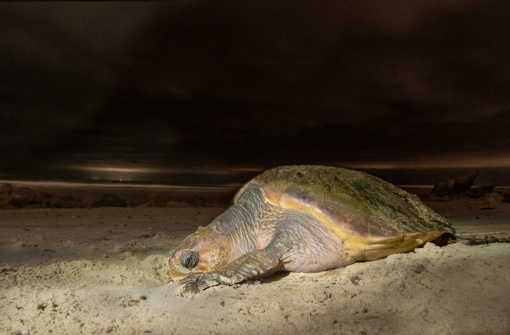 Loggerhead turtle on the beach at night