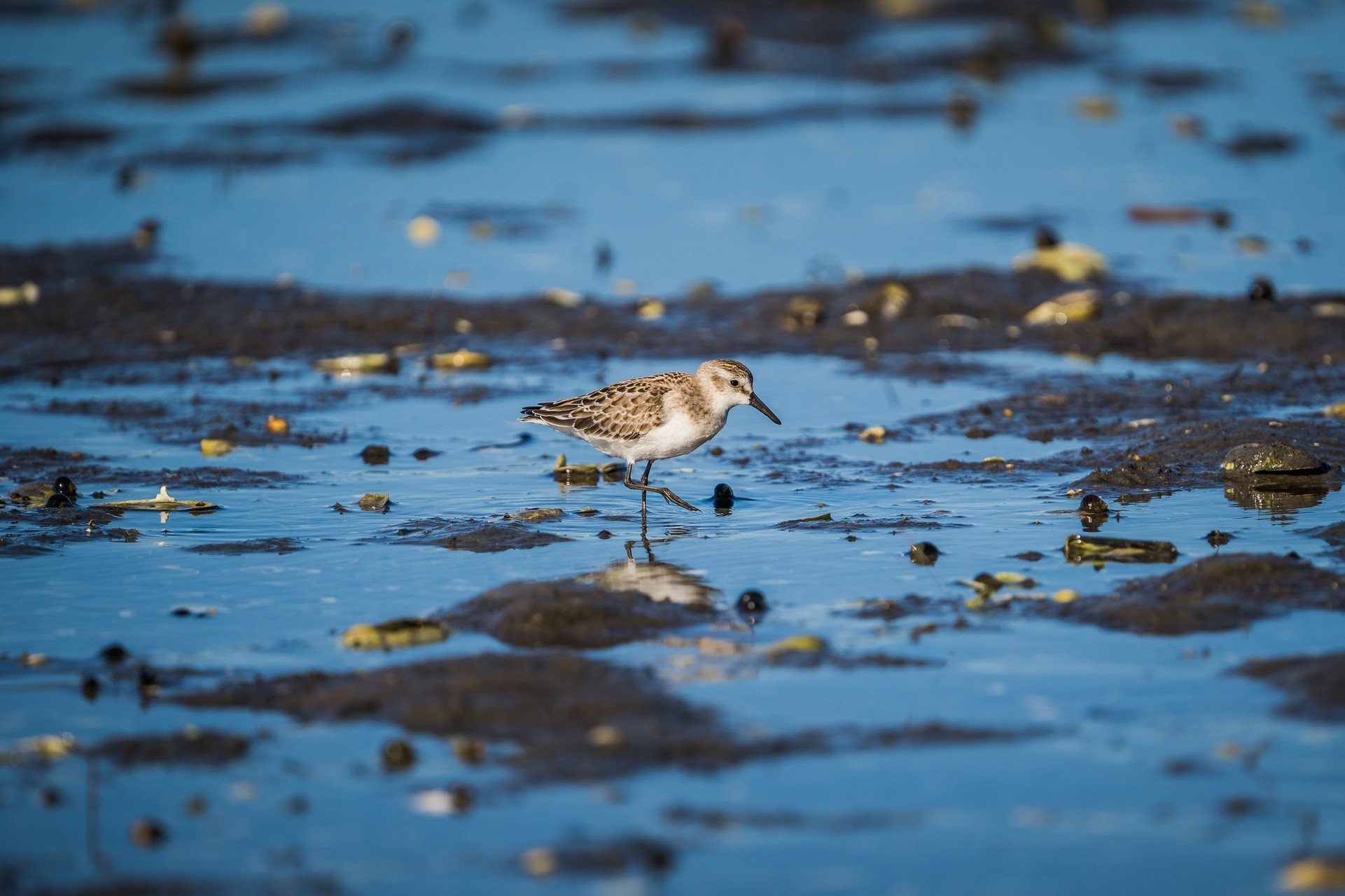 sandpiper on flats