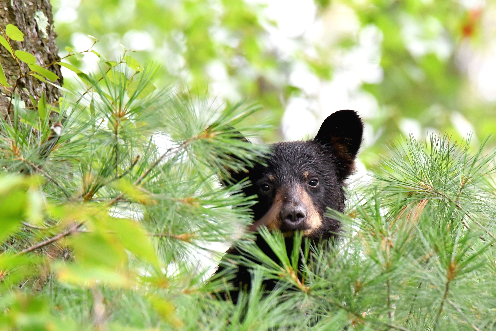 A black bear cub peaking through pine needles in a tree.