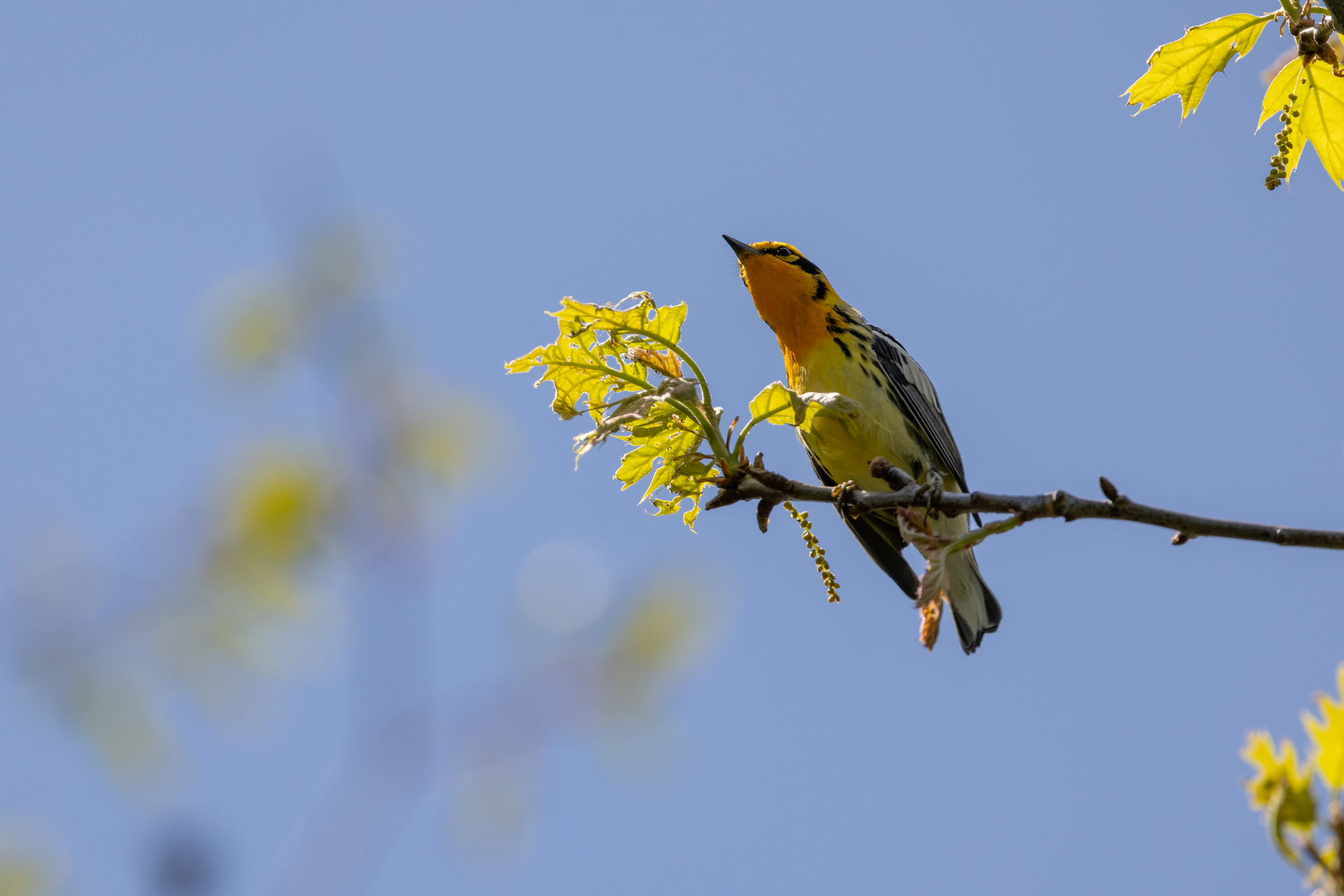 Blackburnian Warbler with a yellow head, white belly, and black bands on the side, looking out into the distance from its position on a stick.