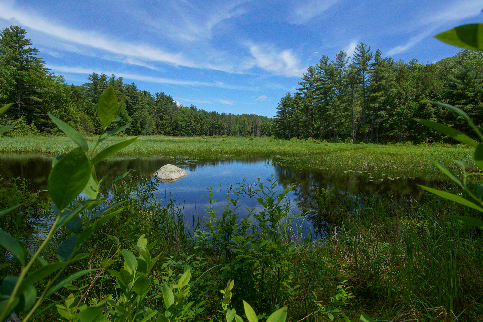 Green landscape and lake