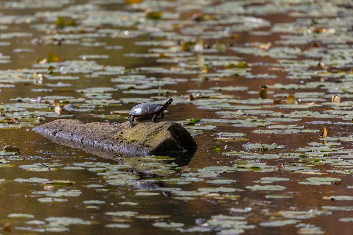 Turtle at Oak Knoll