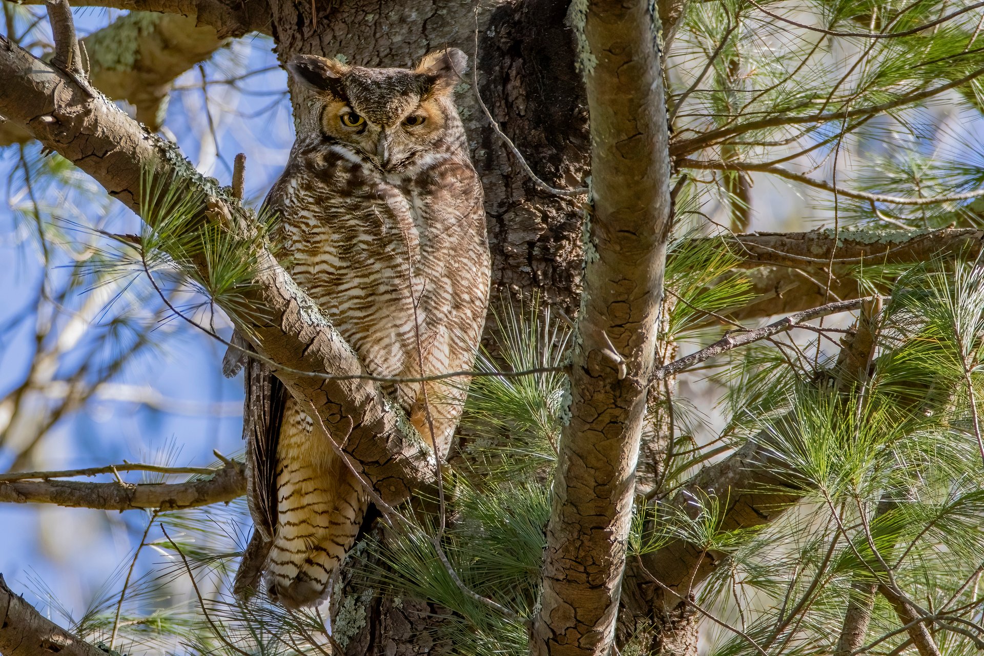 Great Horned Owl sitting in tree