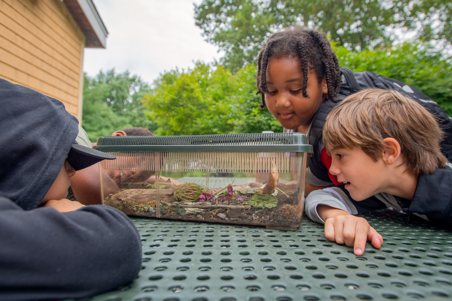Campers at Boston Nature Center peer inside a shoe box-sized terrarium while seated at a picnic table outside the nature center