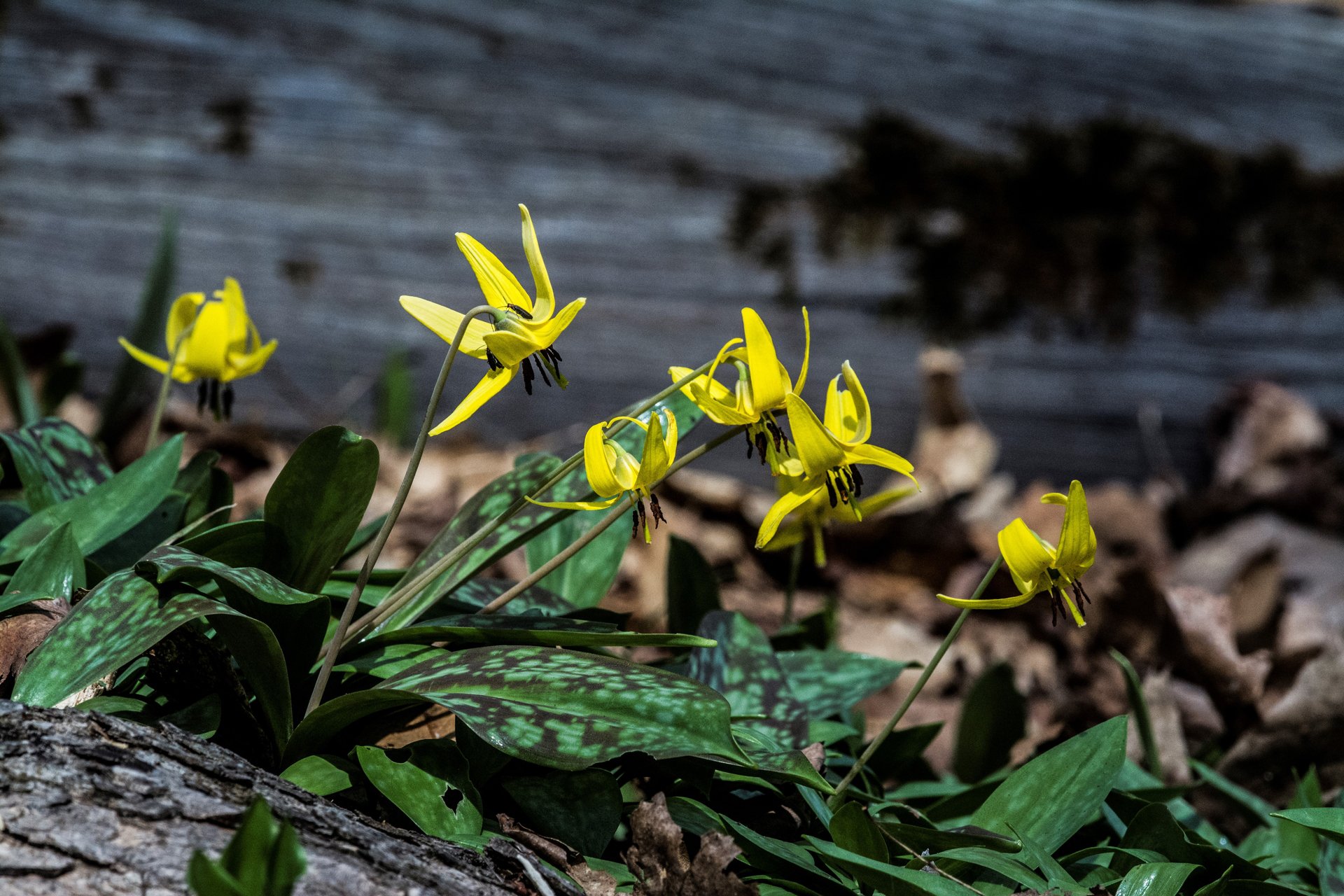 Trout Lily blooming