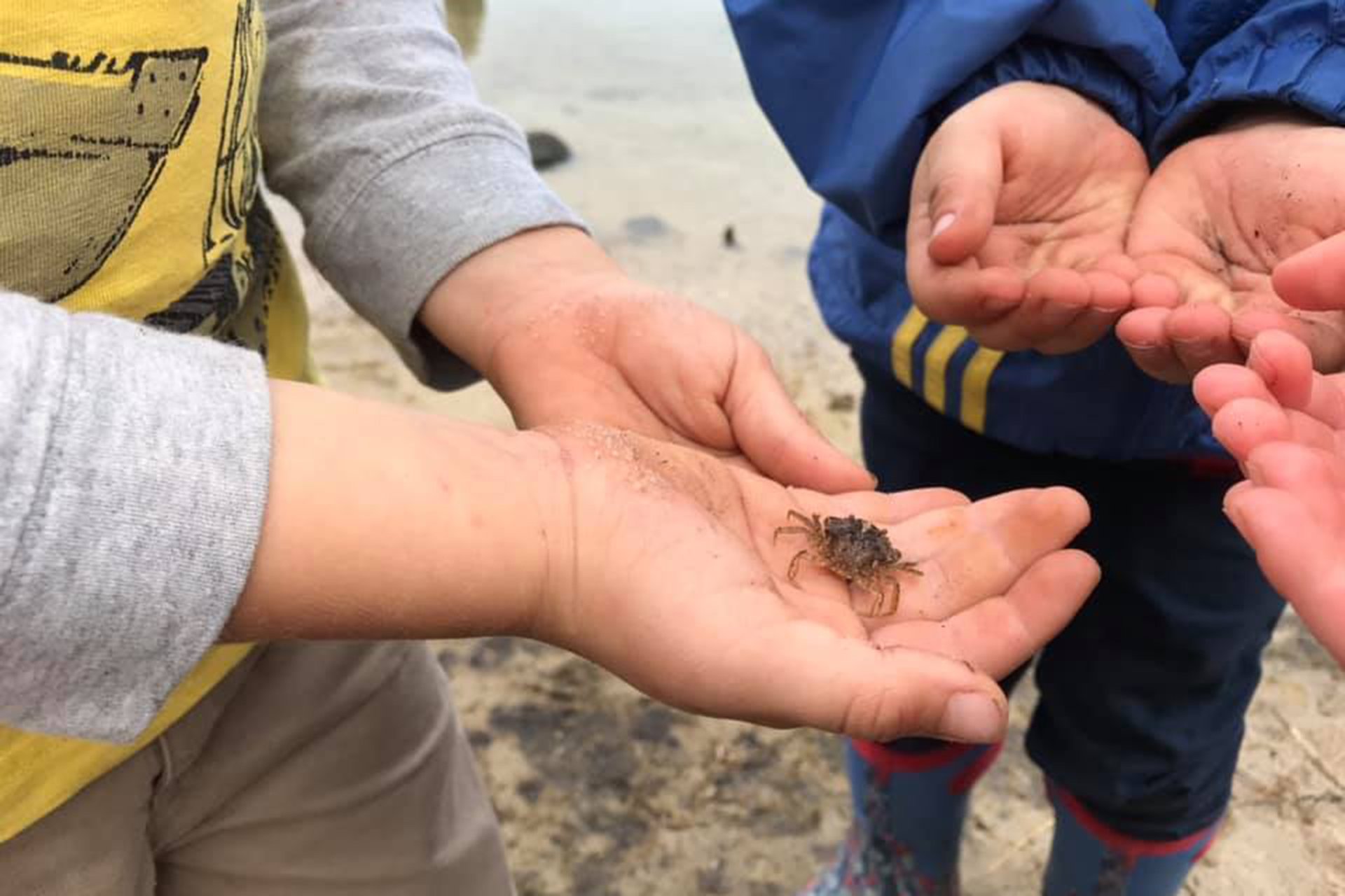 Three sets of hands, one holding a small crab