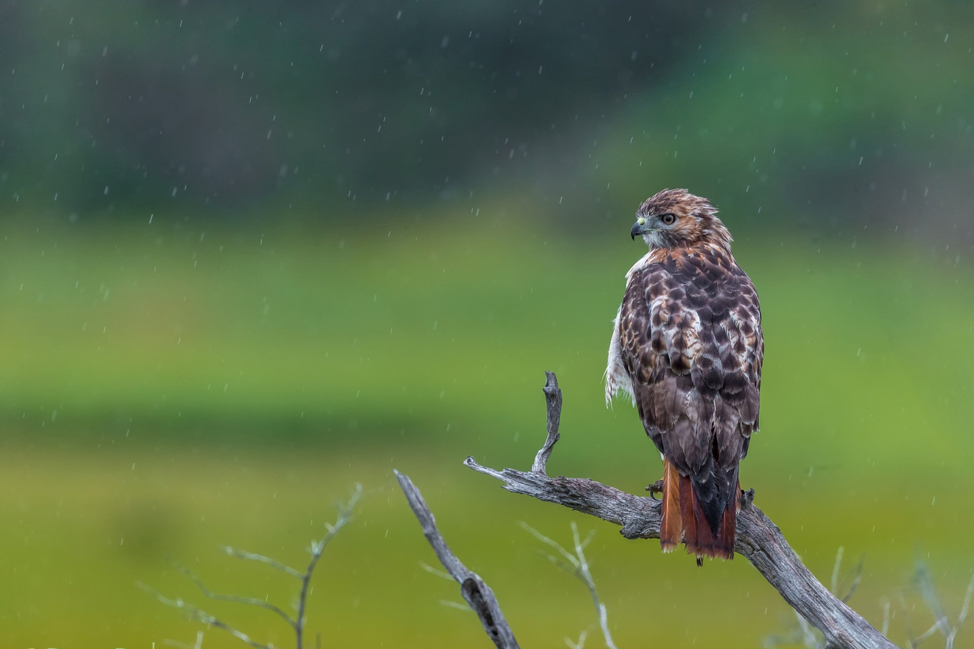 Red-tailed Hawk on Branch