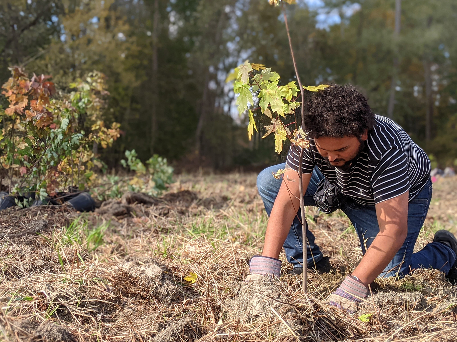 Man kneeling down, wearing gloves, and planting a seedling.