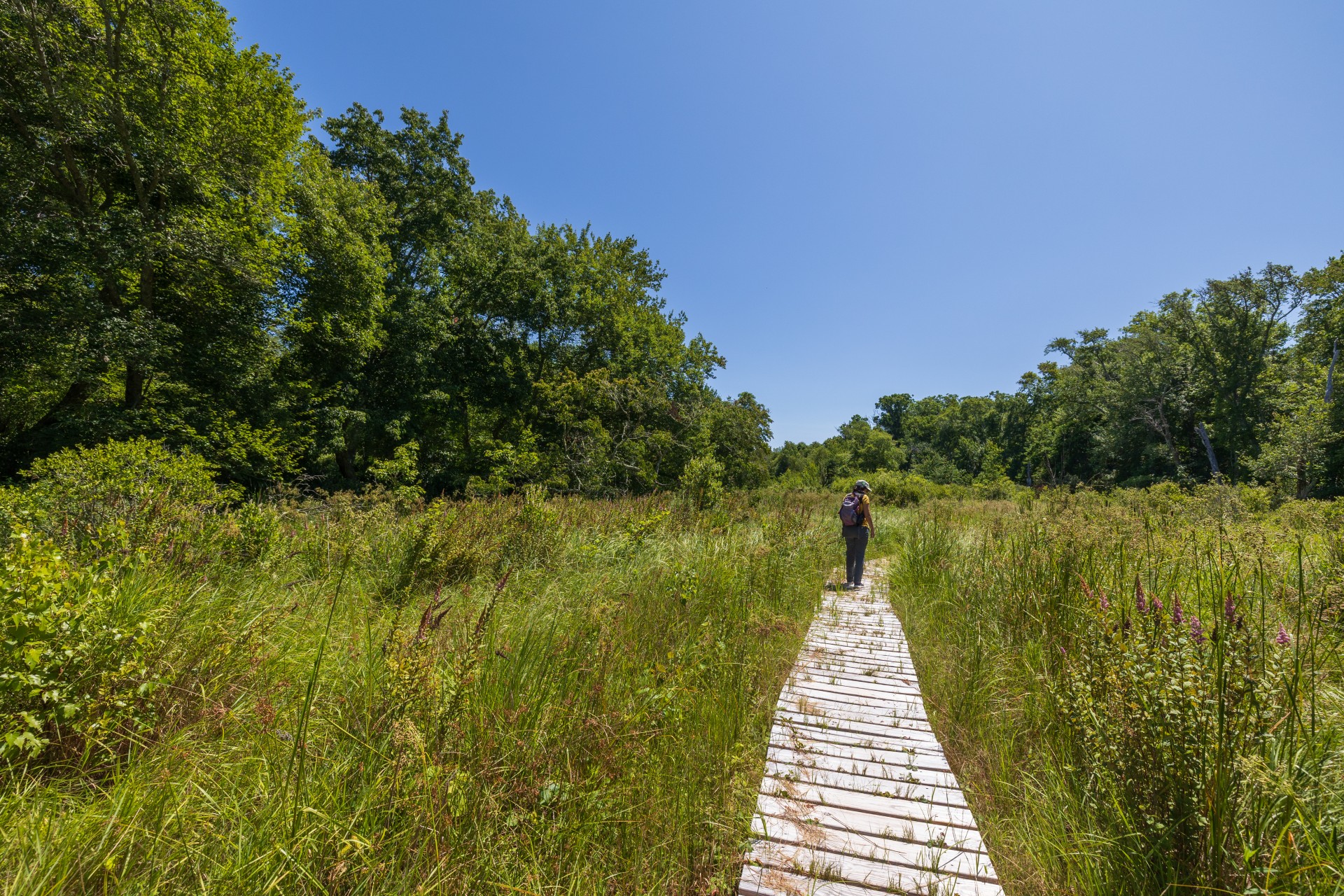 Boardwalk trail through greenery