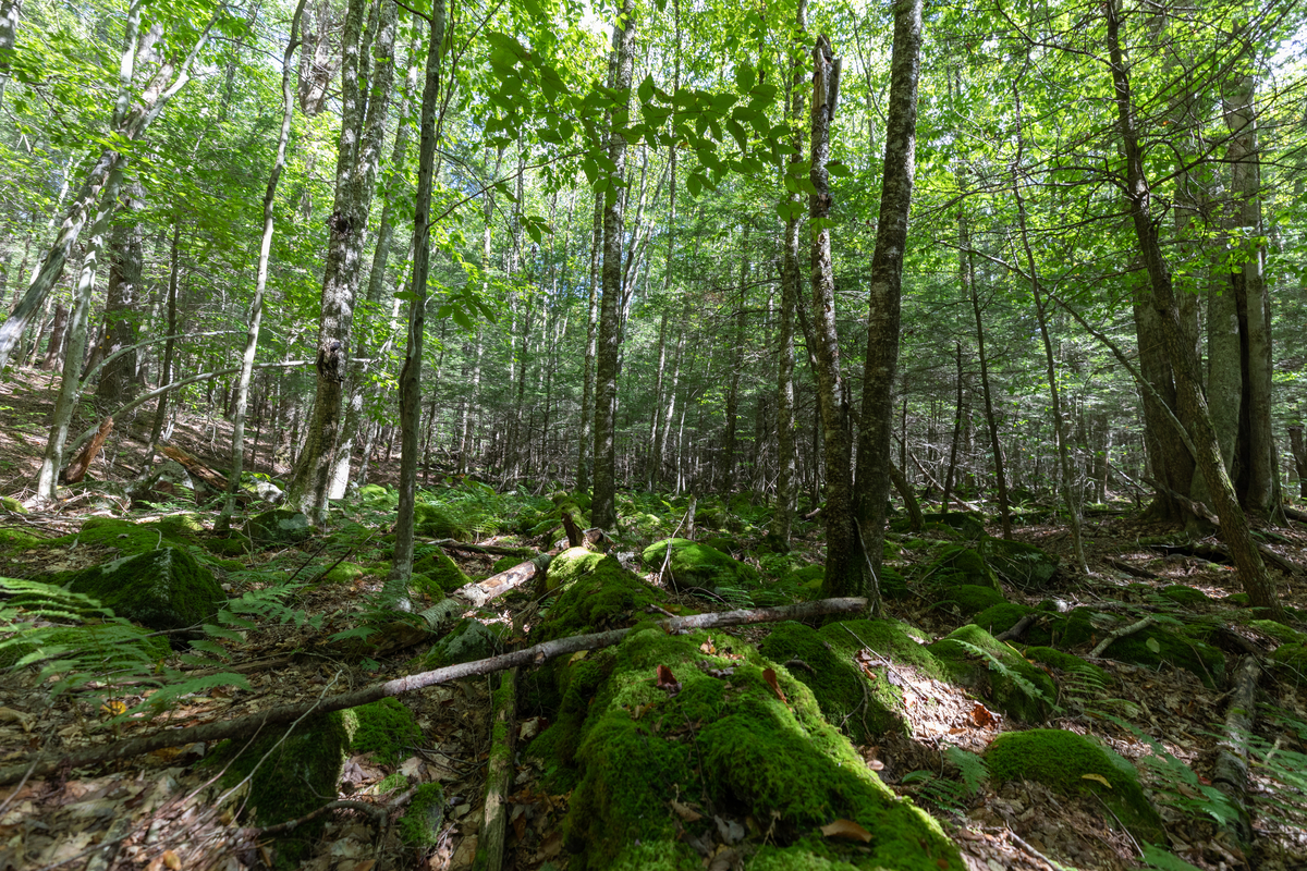 Mossy groves on the forest floor.