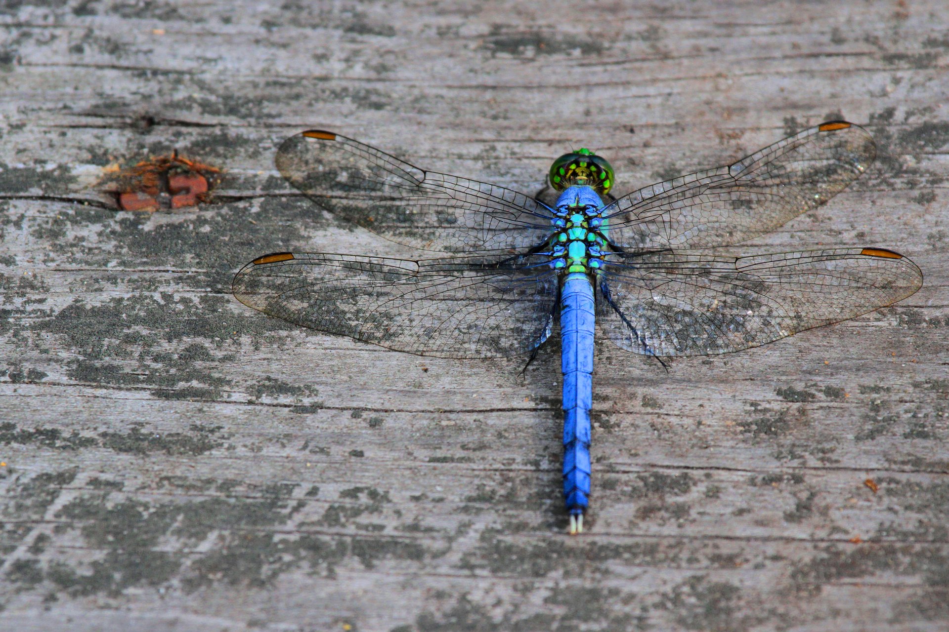 Blue dragonfly on wood