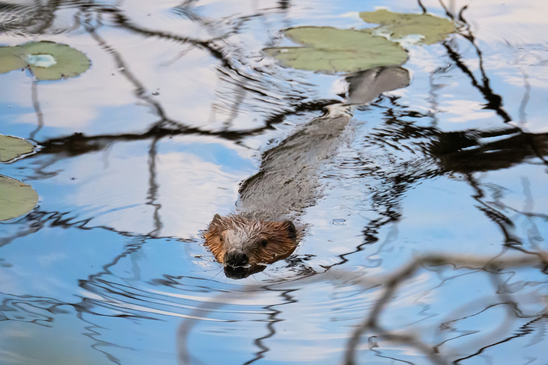 Photograph of a beaver swimming through lilypads with its head, back, and tail barely visible