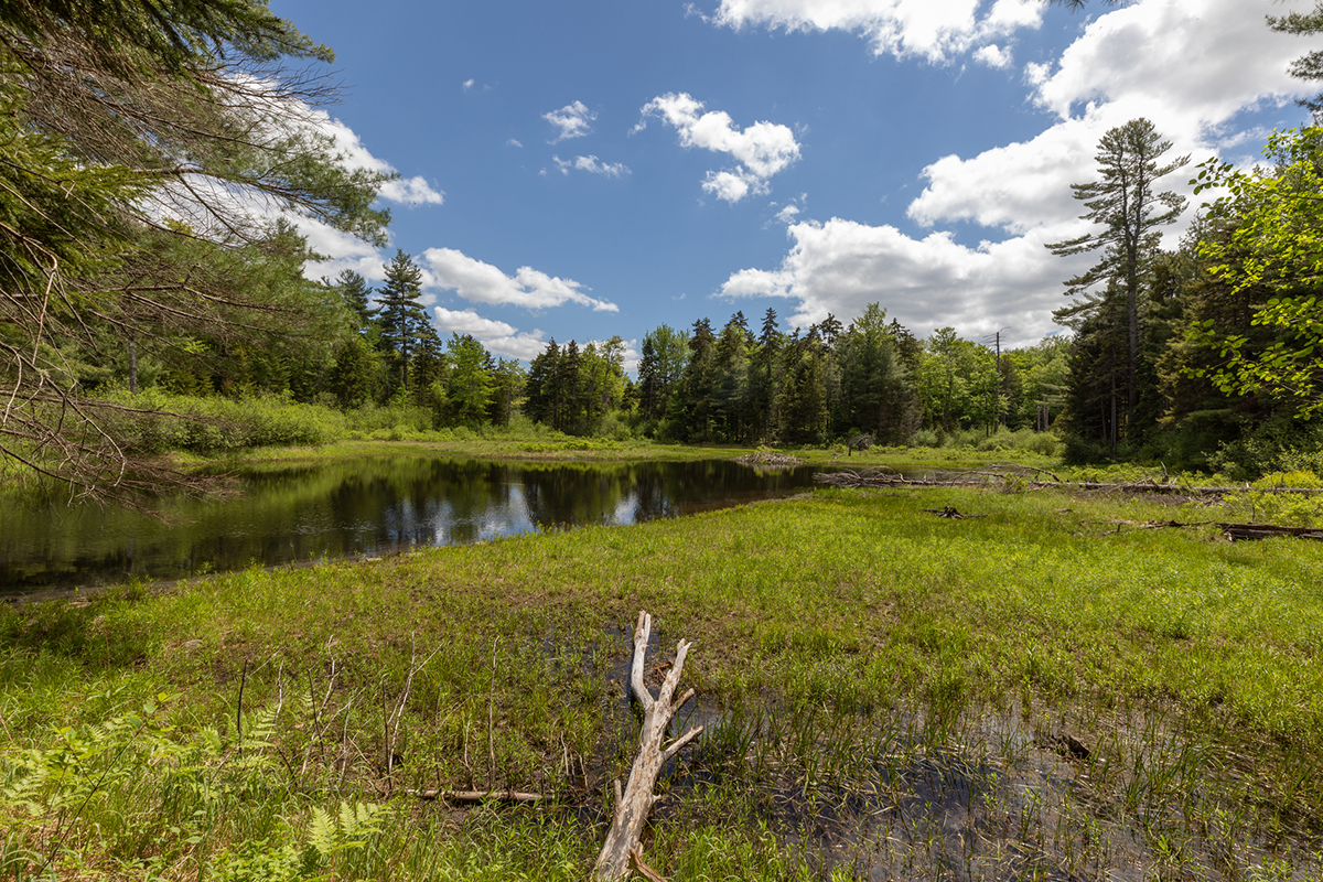 Green pine trees surround a marshy wetland. White clouds are scattered across a blue sky.