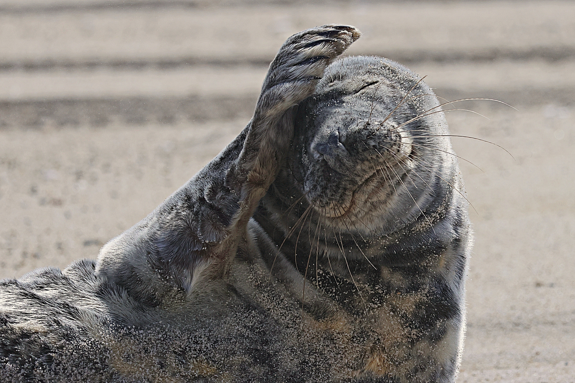Seal with flipper on head