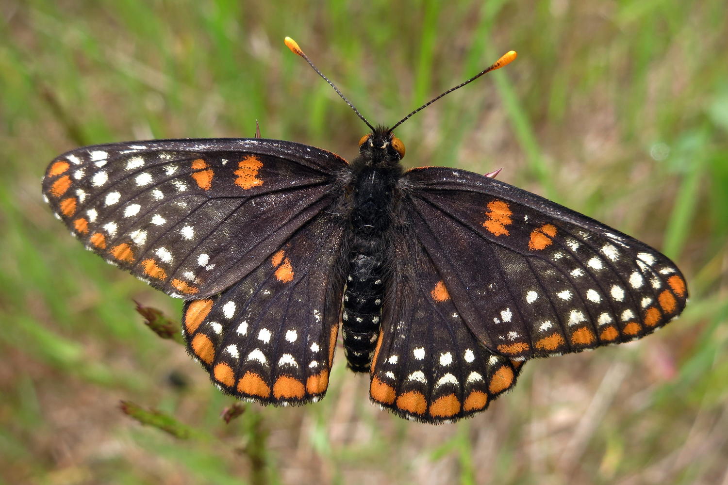 up close view of Baltimore Checkerspot butterfly