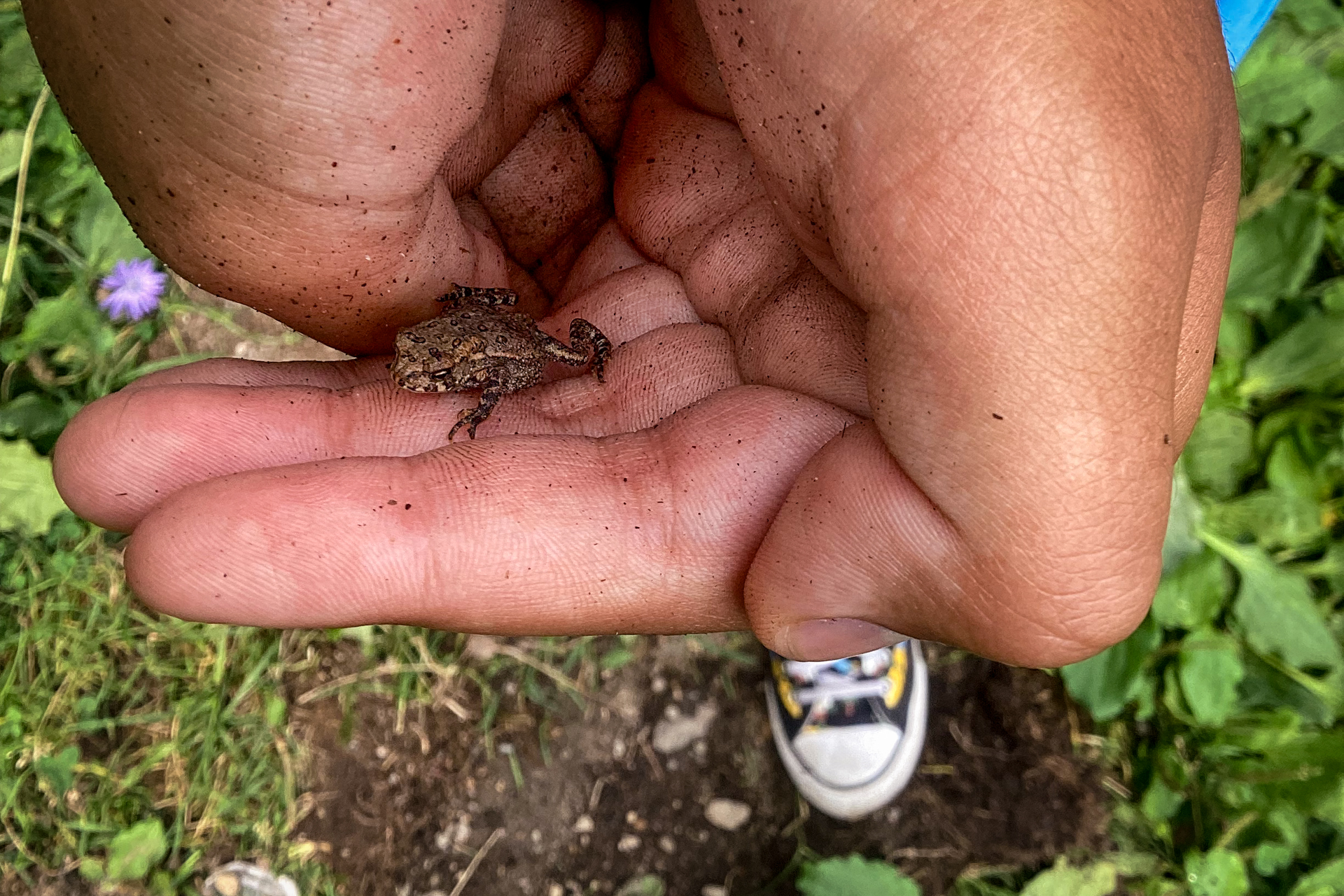 A close-up photo of a pair of hands holding a tiny frog