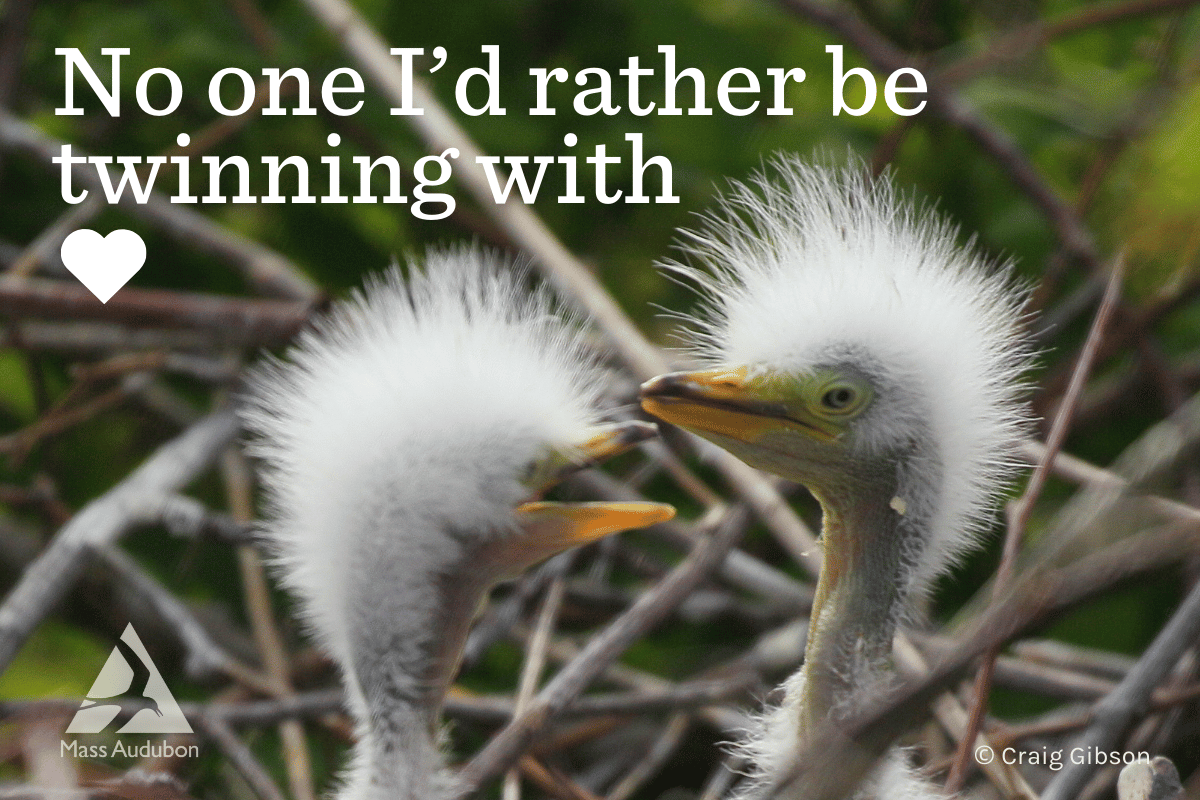 two baby birds with wild feathers