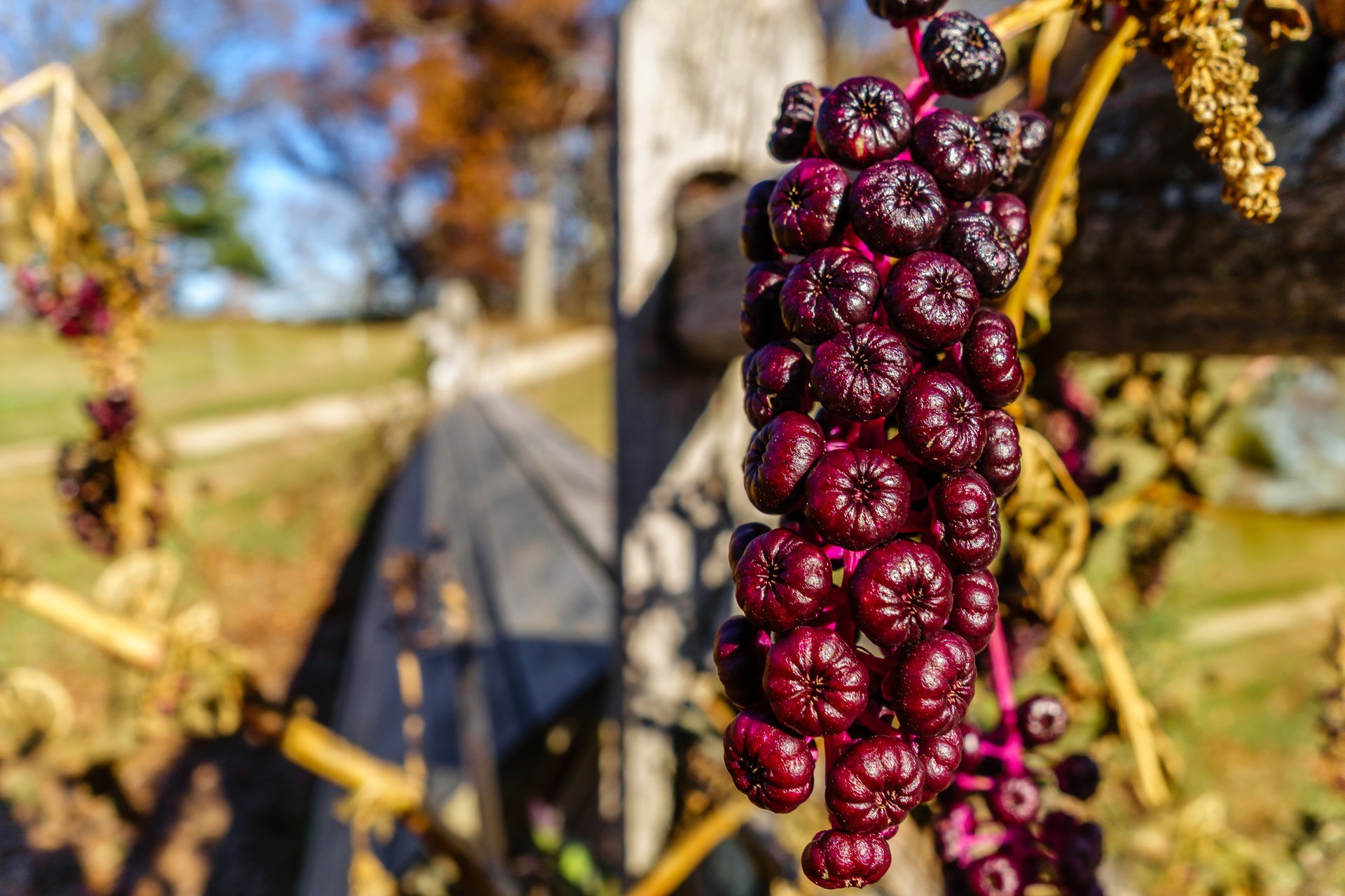 deep purple pokeweed berries