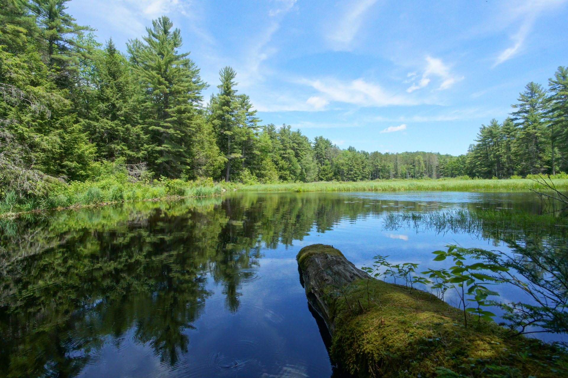 A fallen log in a pond with plants and moss growing from it. Tall pine trees and green vegetation surround the pond.