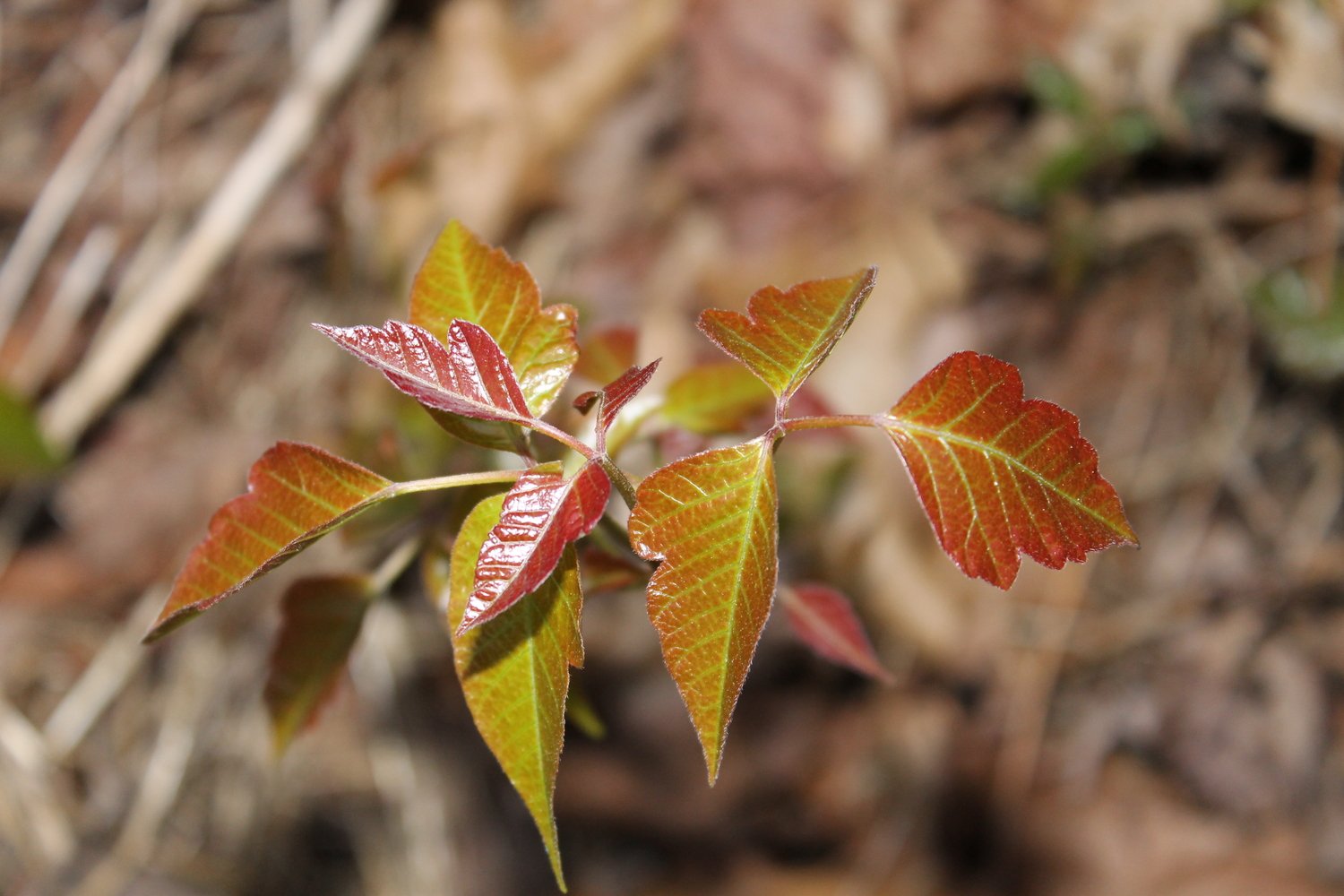 Poison Ivy - Red Leaves