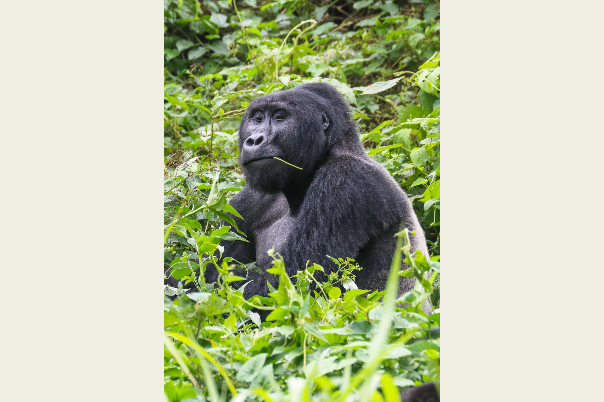 Photograph of a gorilla contemplatively chewing on a blade of grass