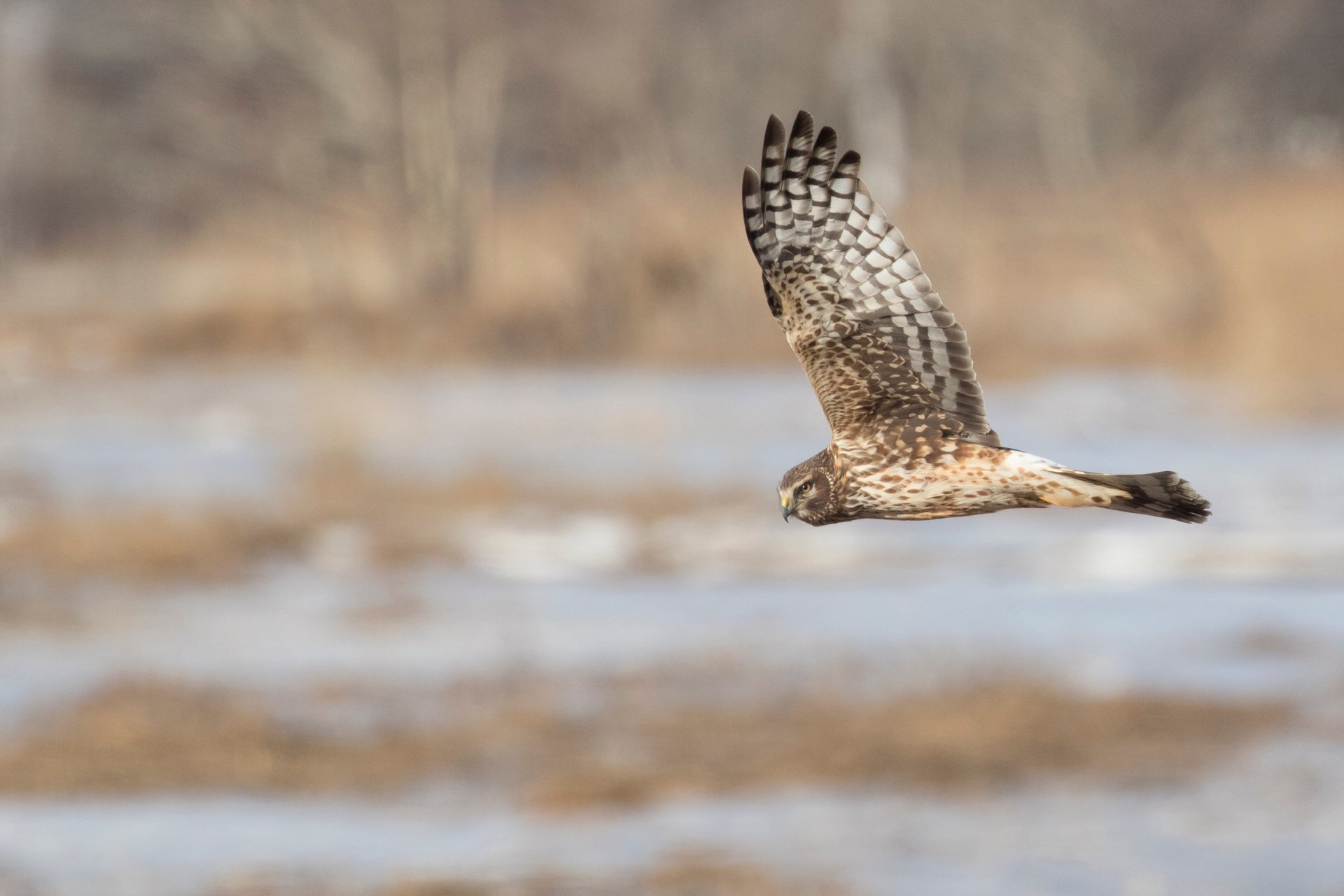 Northern Harrier flying