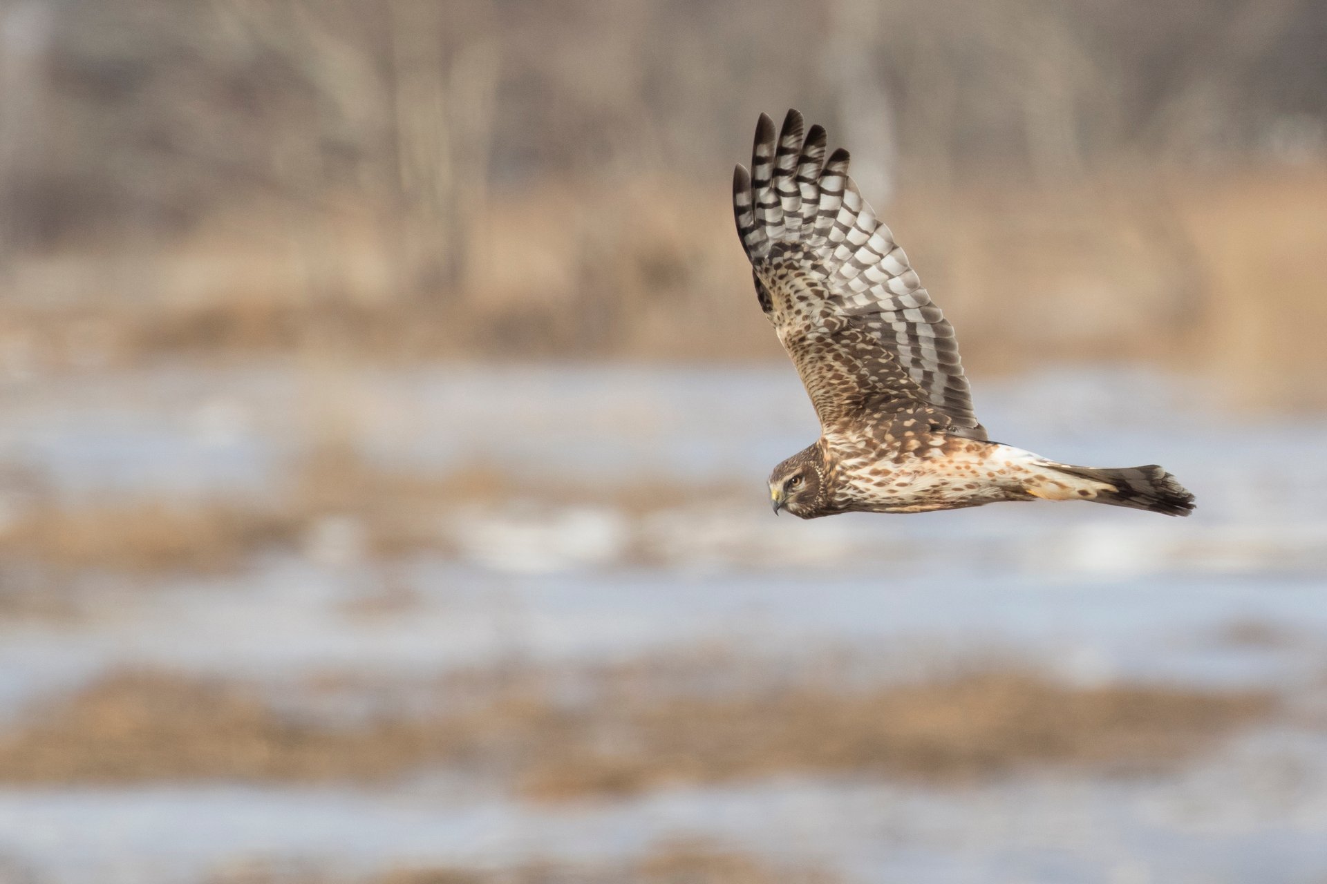 Identify birds of prey  Lincolnshire Wildlife Trust