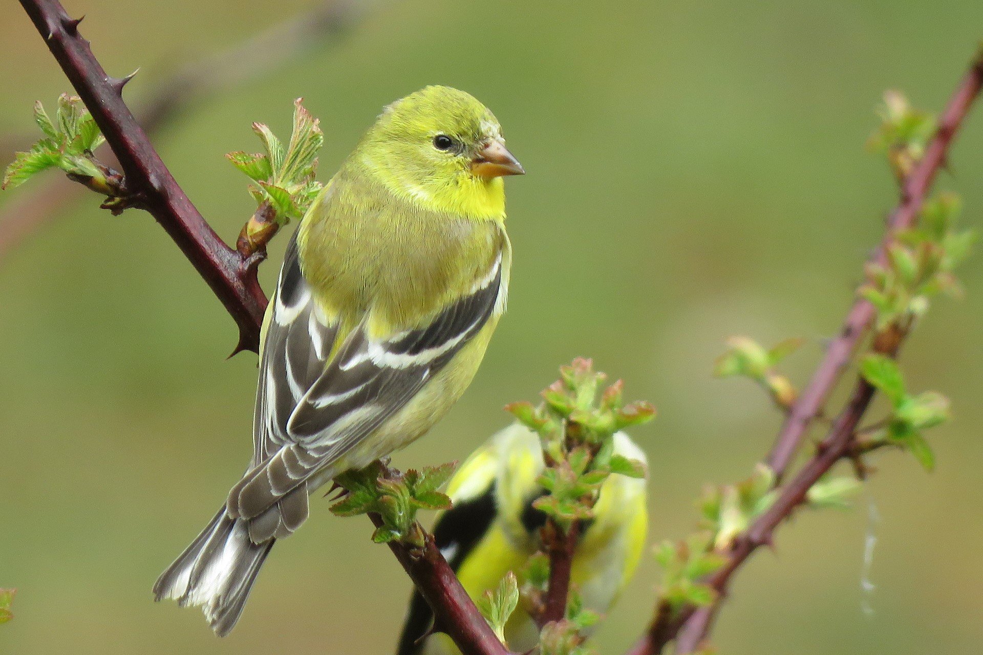 muted colors present on a female American goldfinch perched on a branch