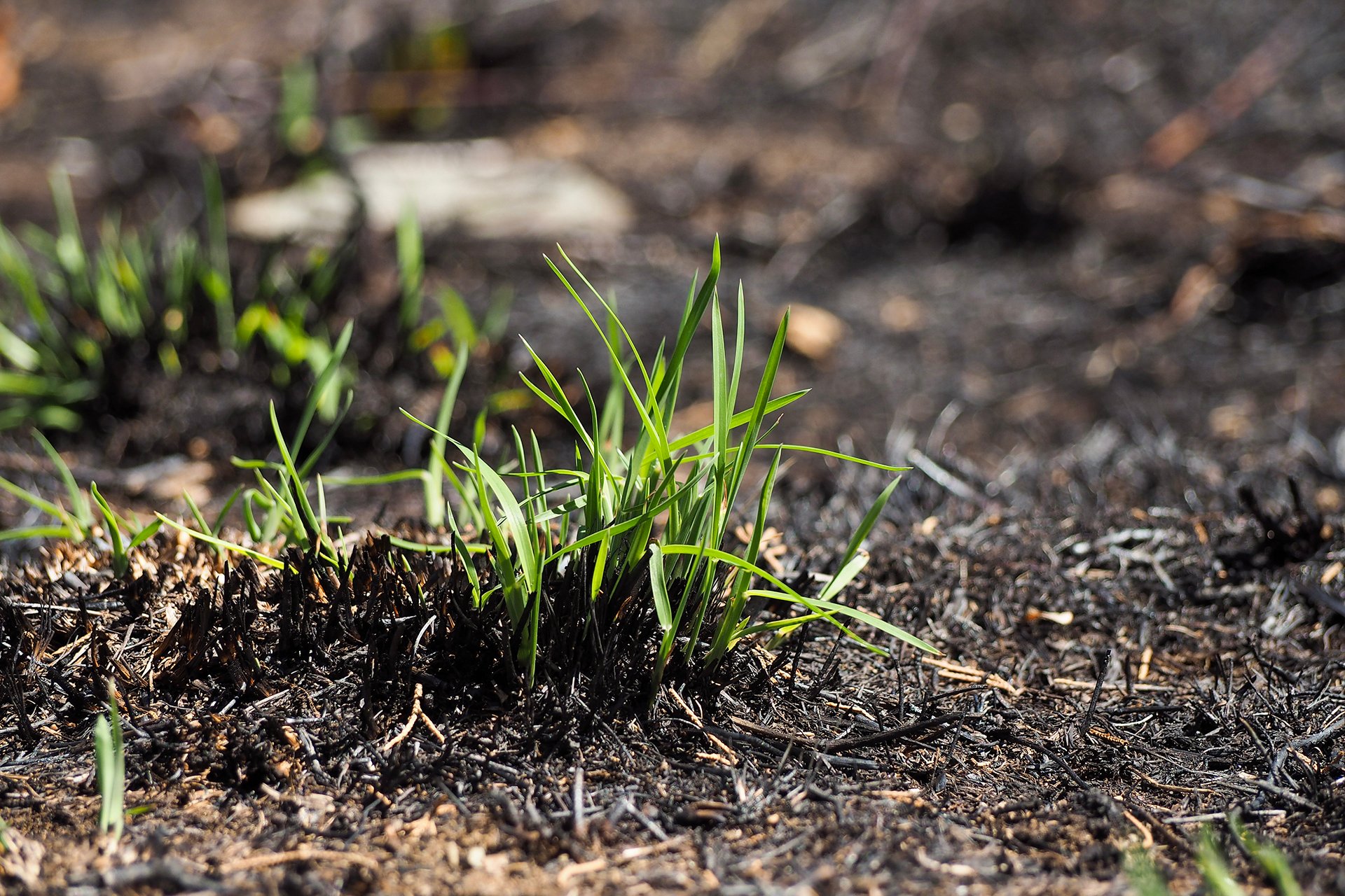 Thin blades of bright green grass sprout through deep brown soil