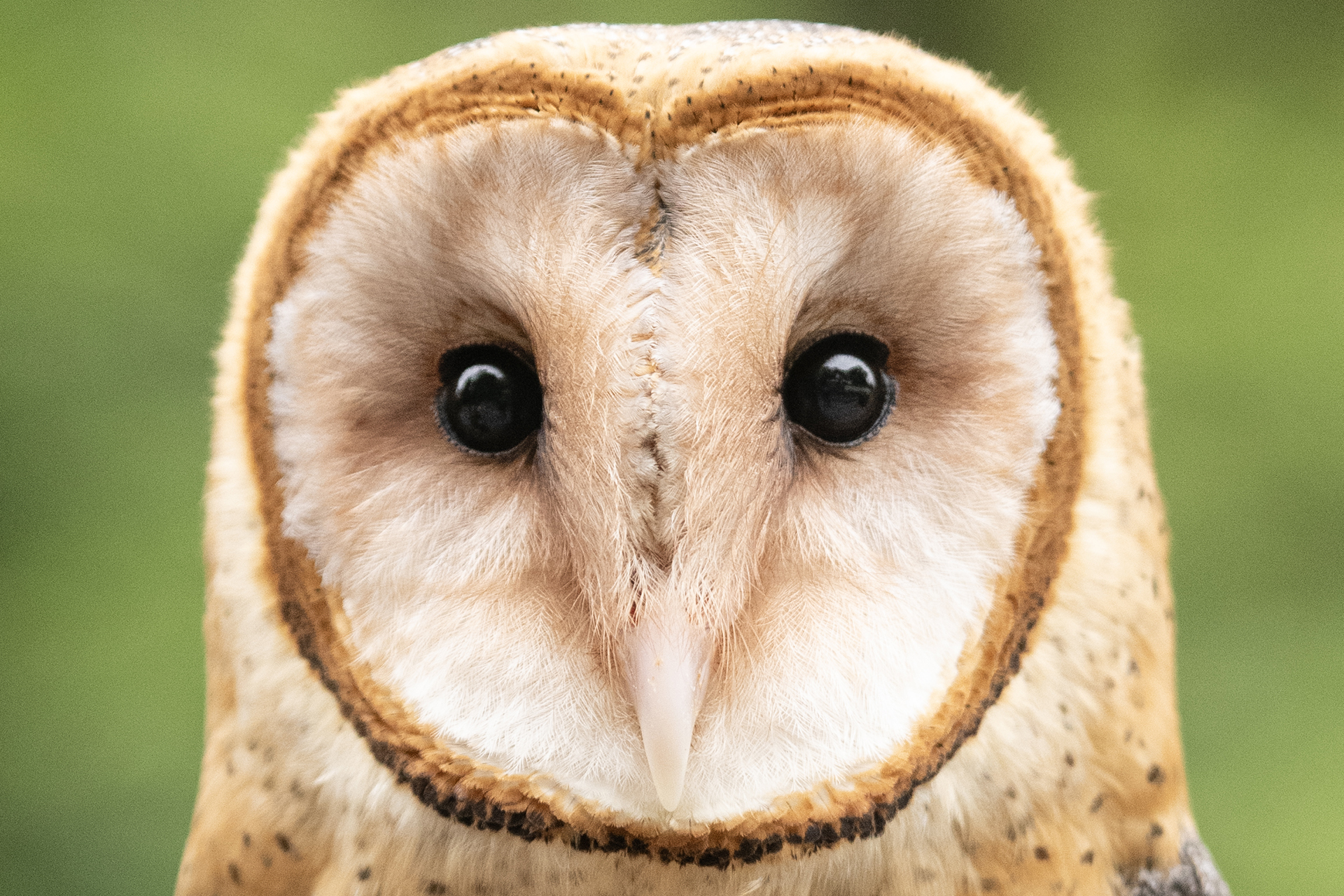 Close up of Barn Owl