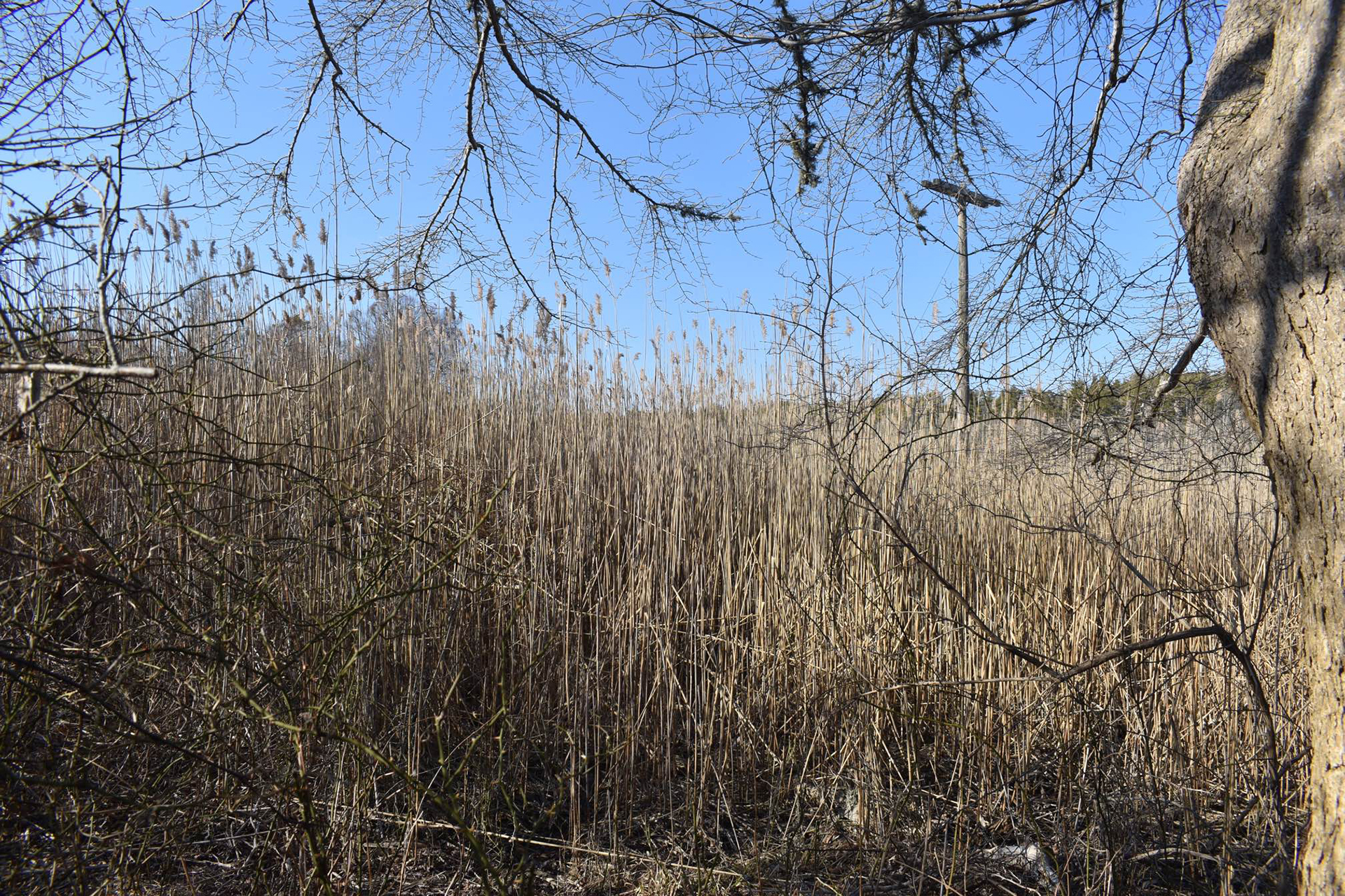 Great Neck saltmarsh in October 2021