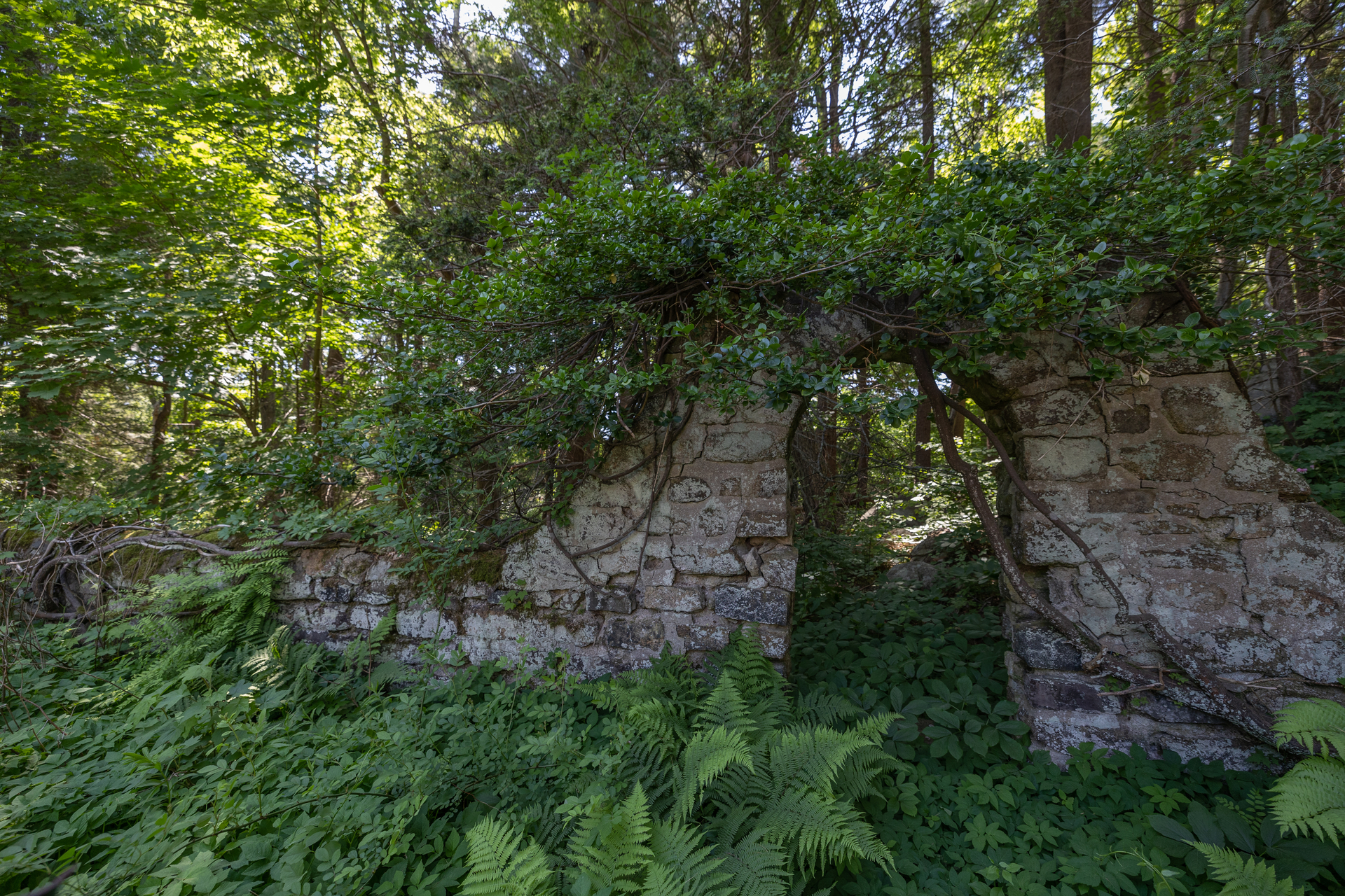A crumbling stone archway leading into a forest. On top of the rocks is green vine plants and below are ferns and other short plants.