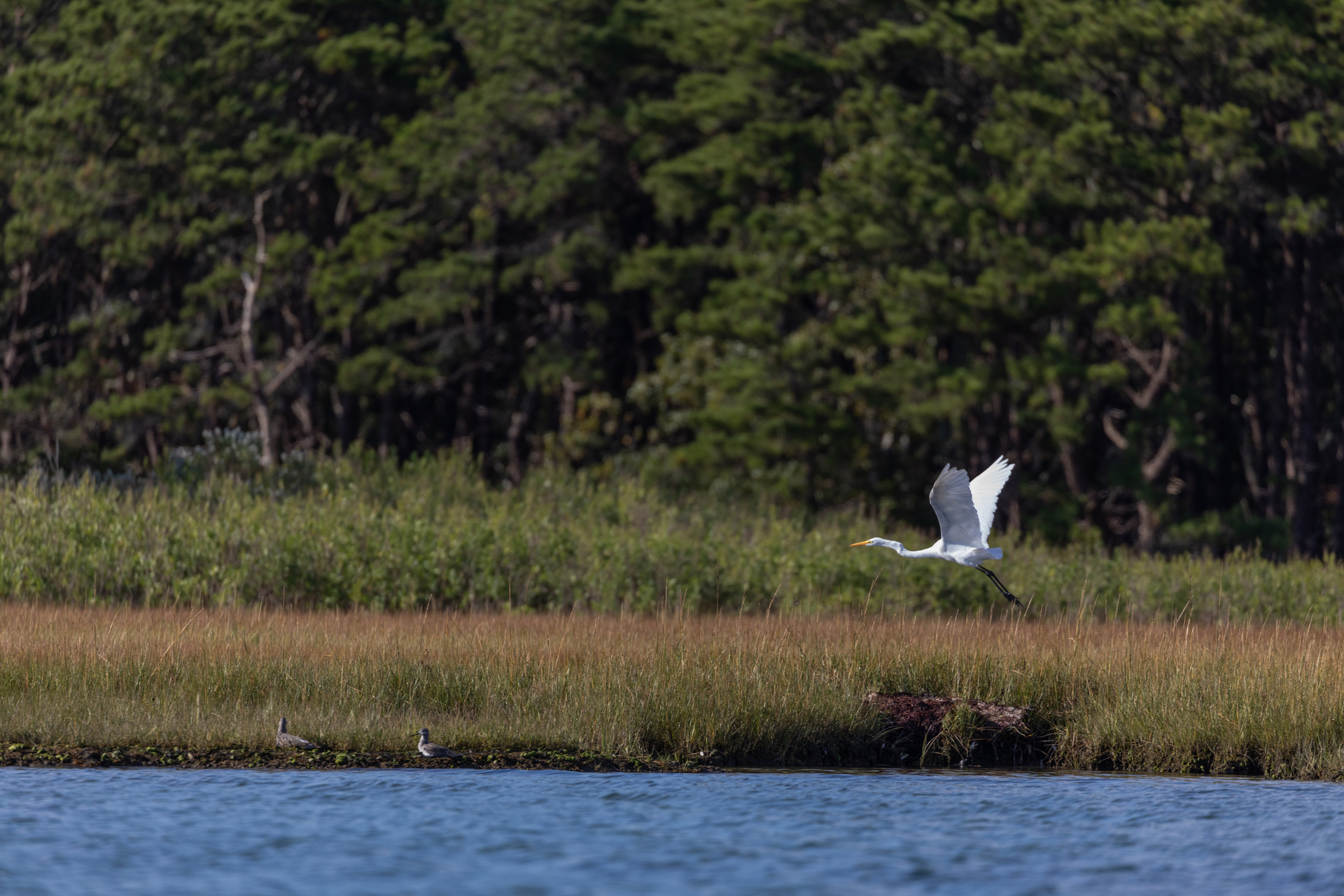 Large white bird flying over the marshy banks of a channel.
