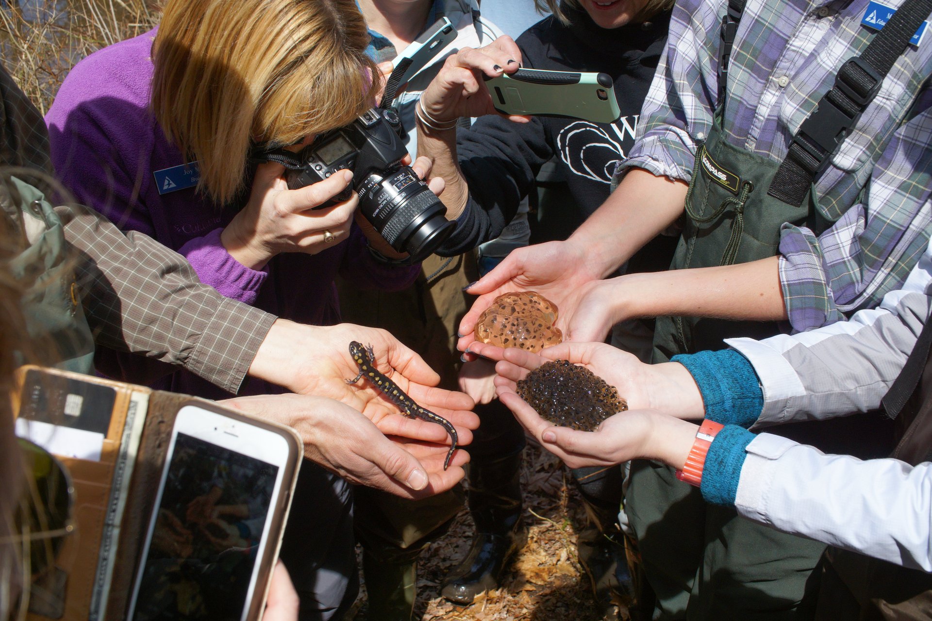 Teachers looking at salamander and eggs