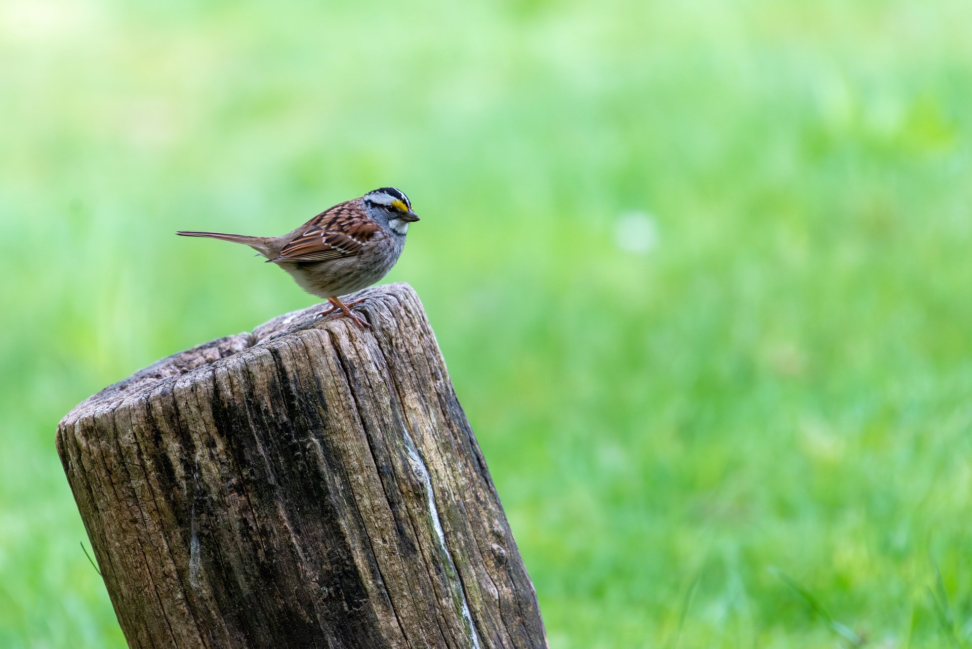 White-throated Sparrow perched on stump