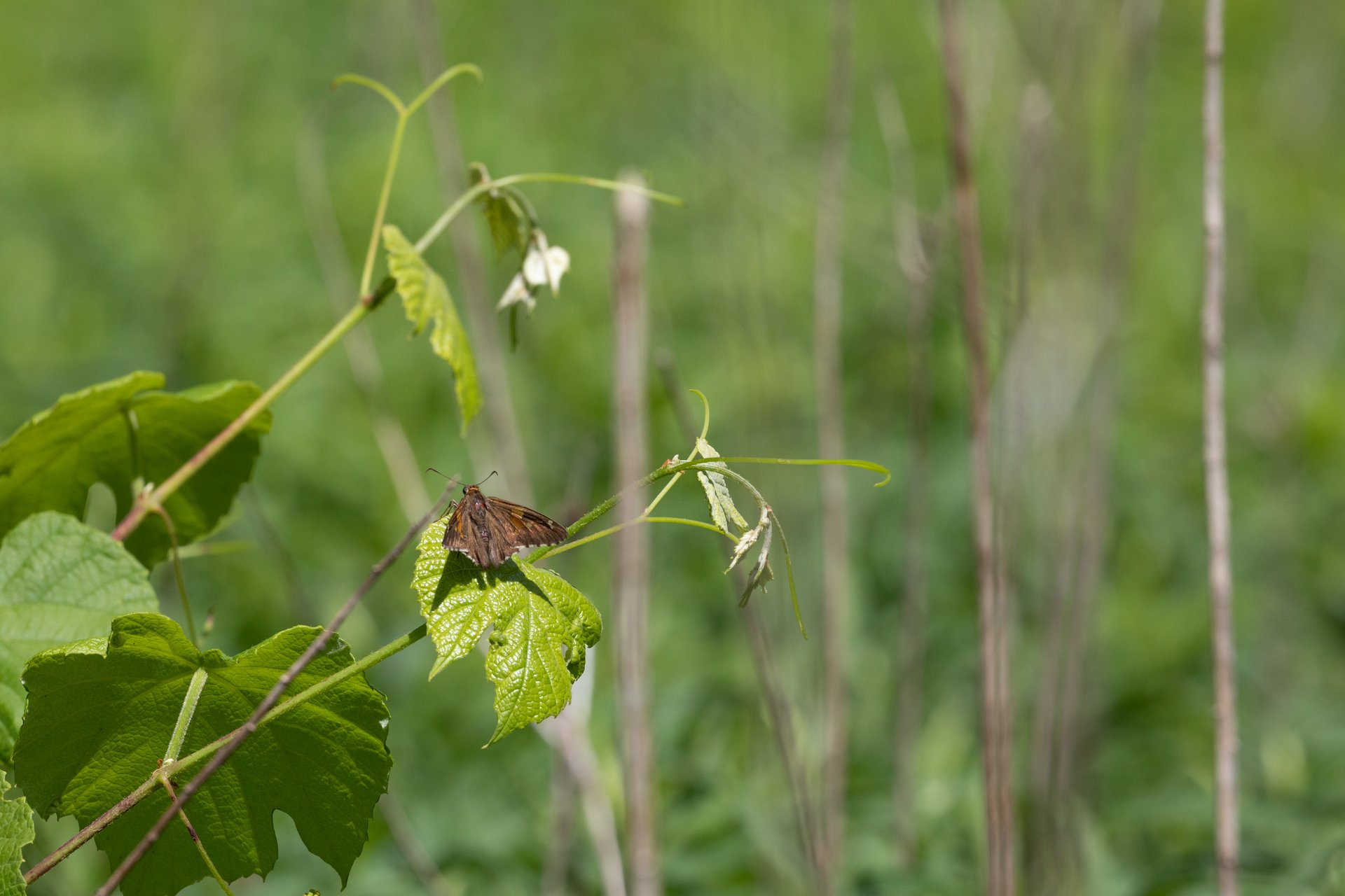 Brown both on a green leaf.