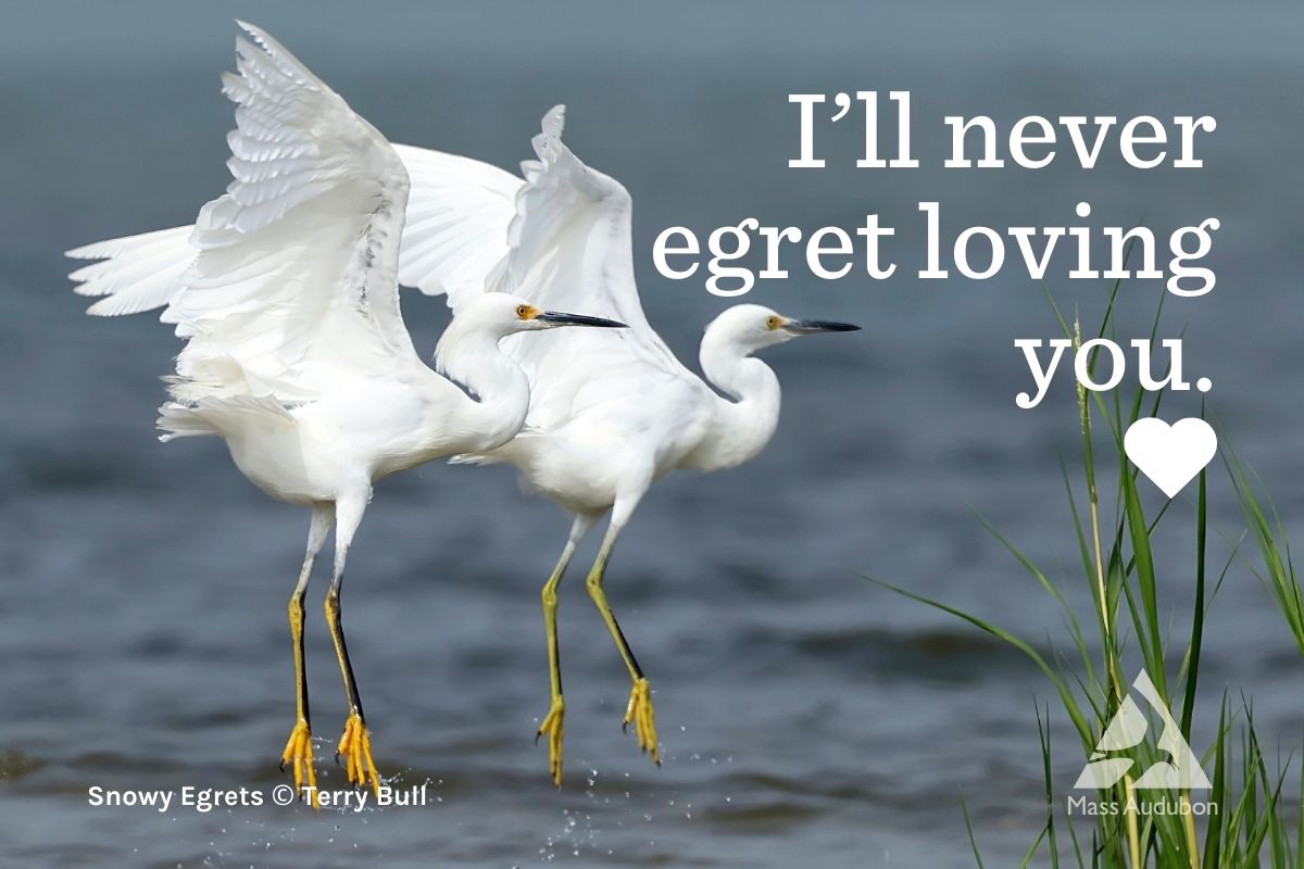 Egret Valentine