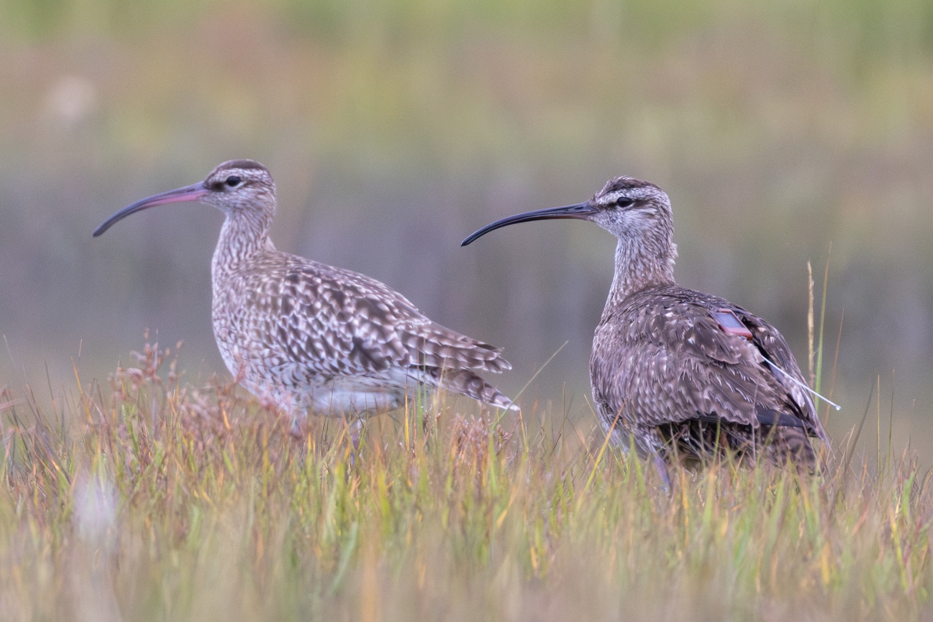 Hudsonian Whimbrel with gps tag