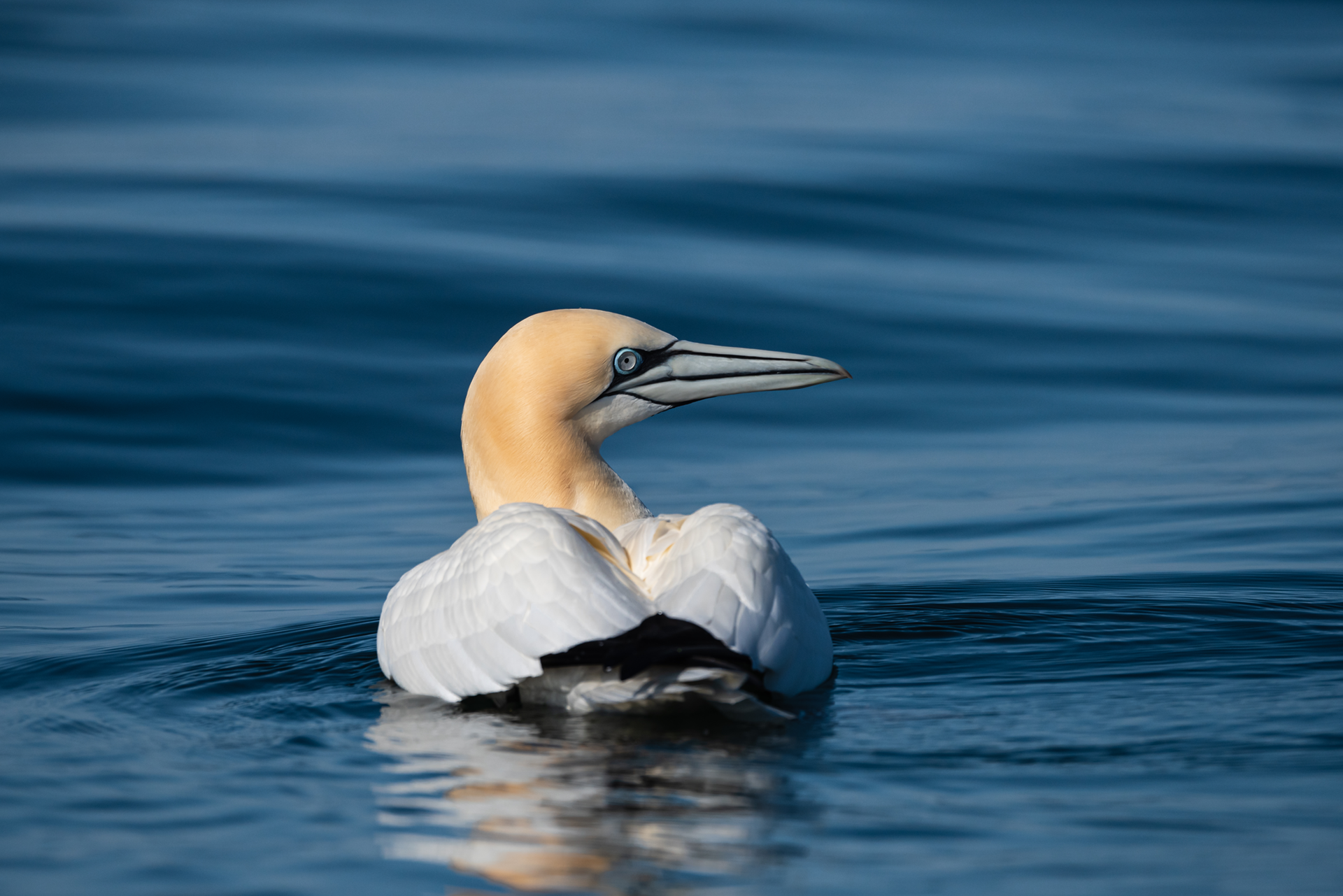 A seabird floating on the ocean