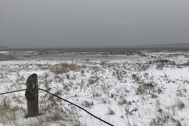 Duxbury Beach landscape with Snowy Owl in Distance hidden by snow