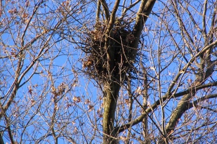 Squirrel nest in tree