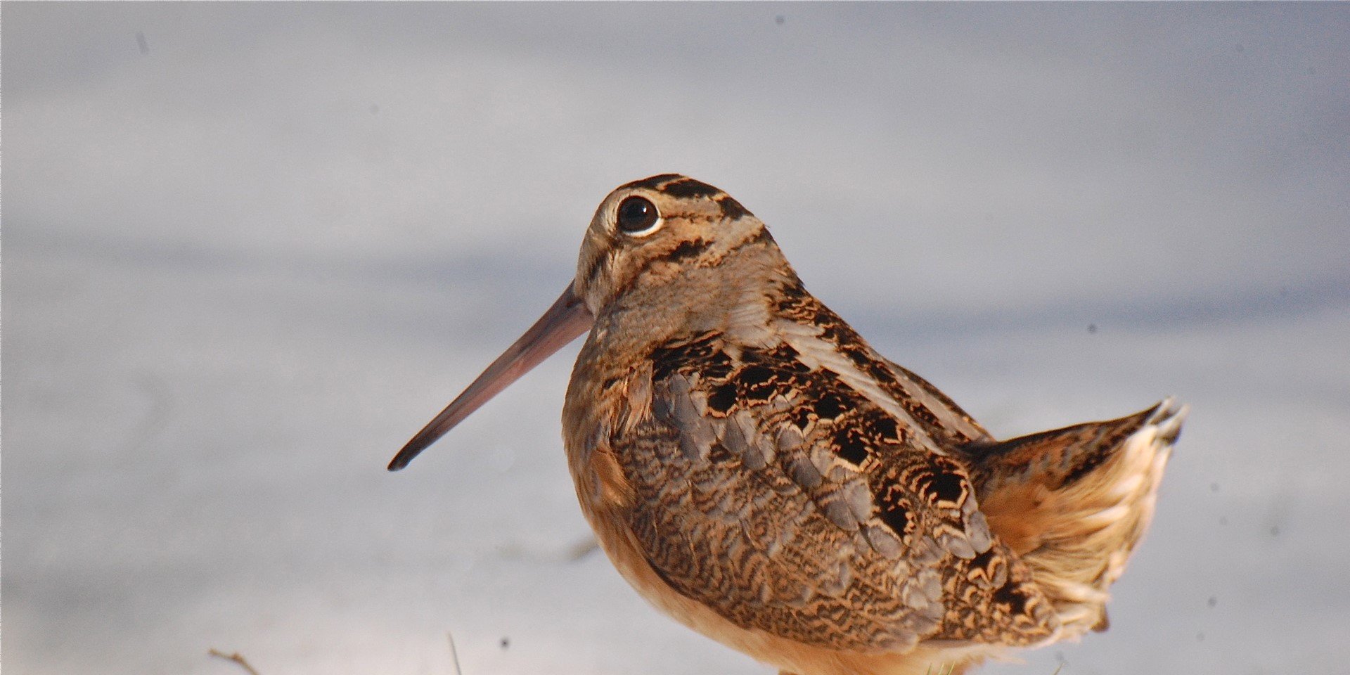 bird with long beak in snow