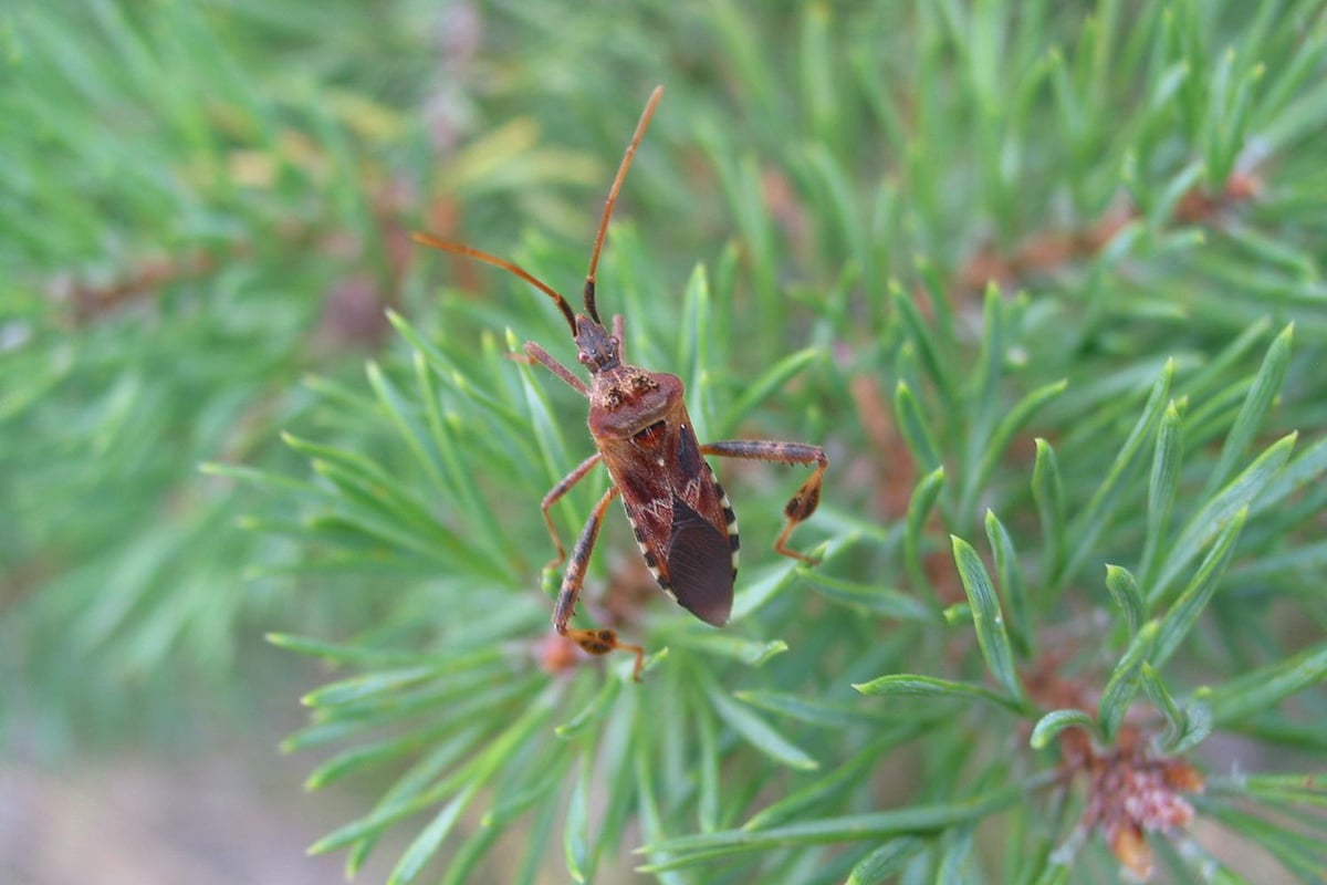 Western Conifer Seed Bug on tree needles