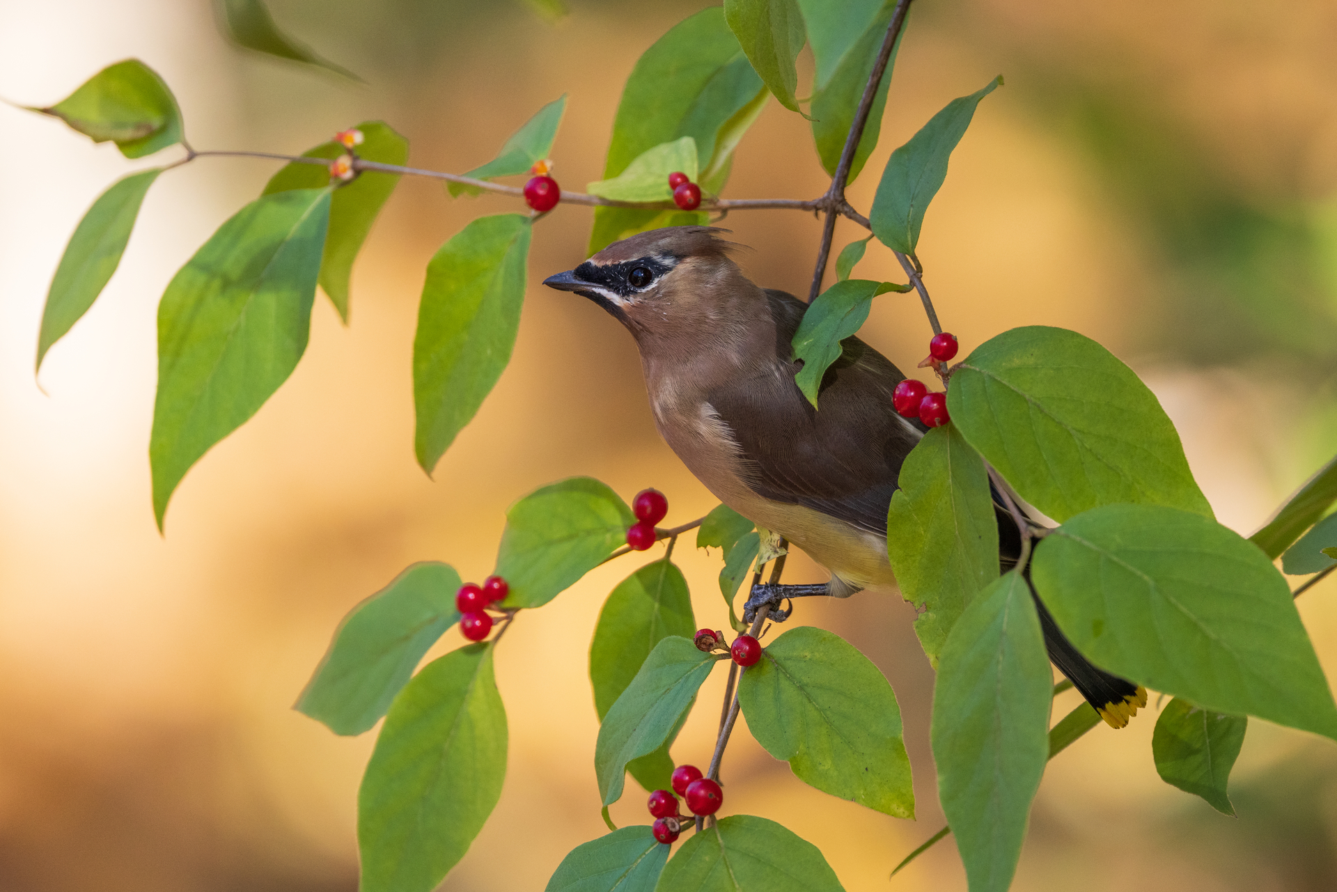 Cedar Waxwing perched in branch with berries